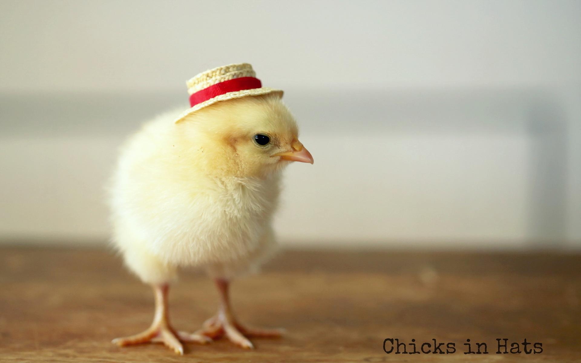 1920x1200 Cute chick with a straw hat wallpaper, Desktop