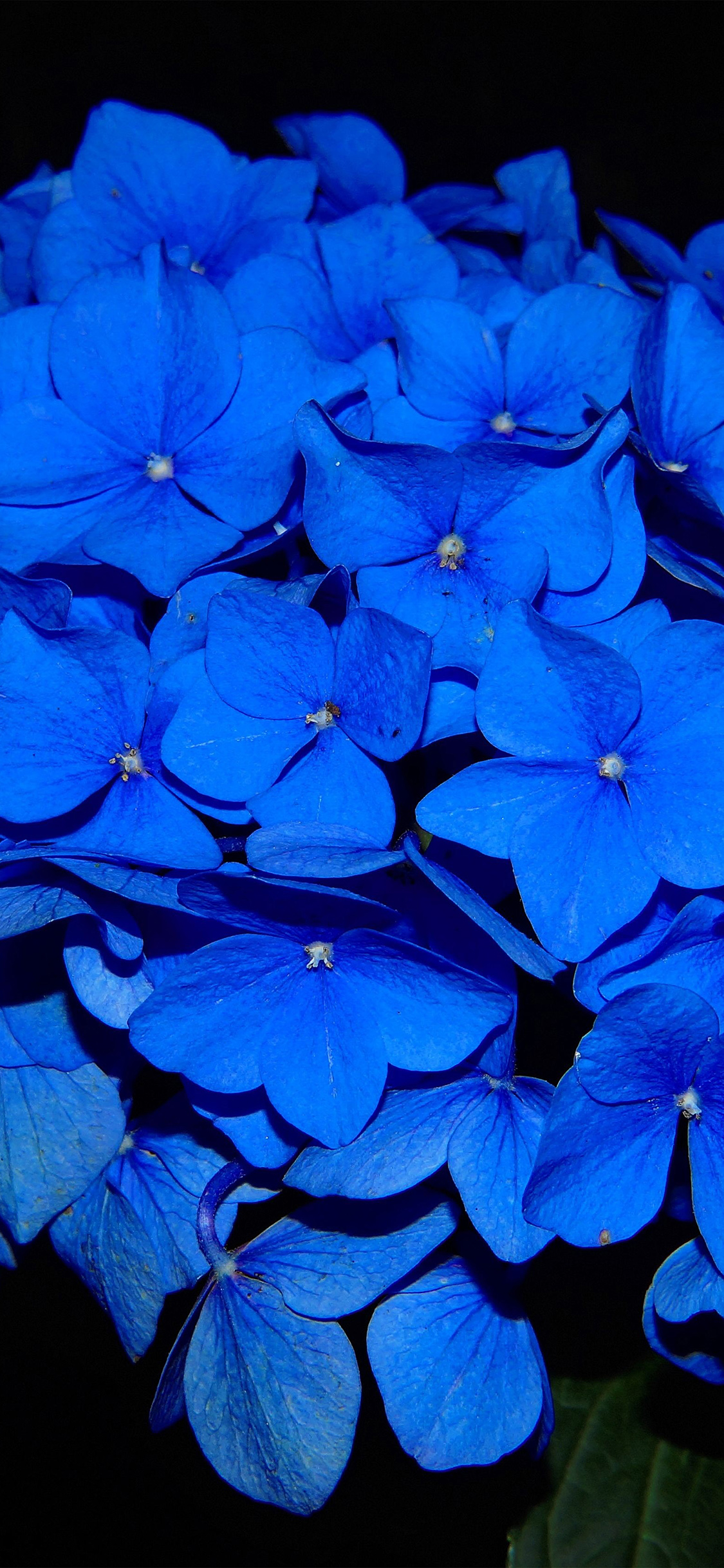 1130x2440 iPhone X wallpaper. hydrangea blossom flower blue dark nature, Phone