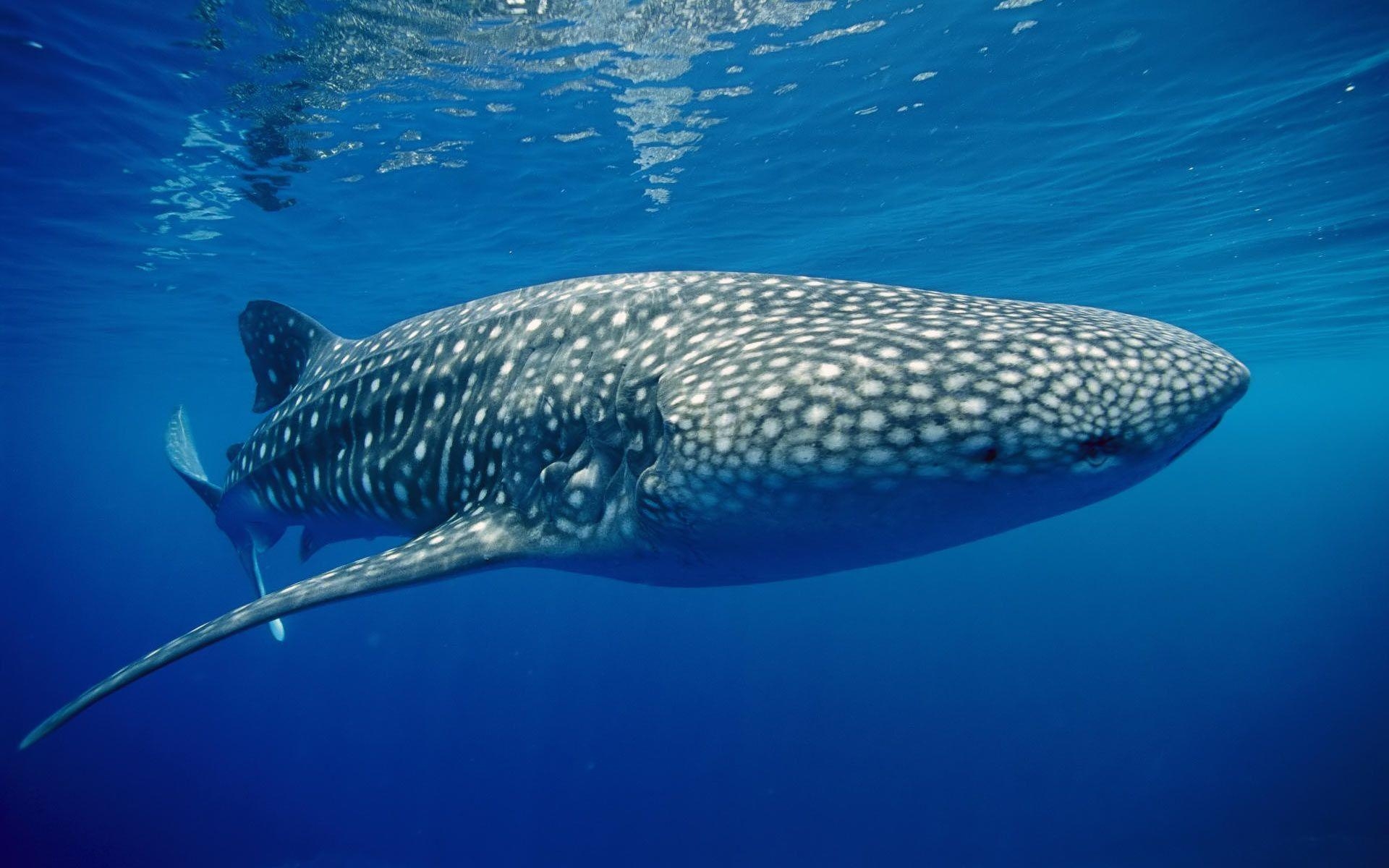 1920x1200 Whale shark underwater, Desktop