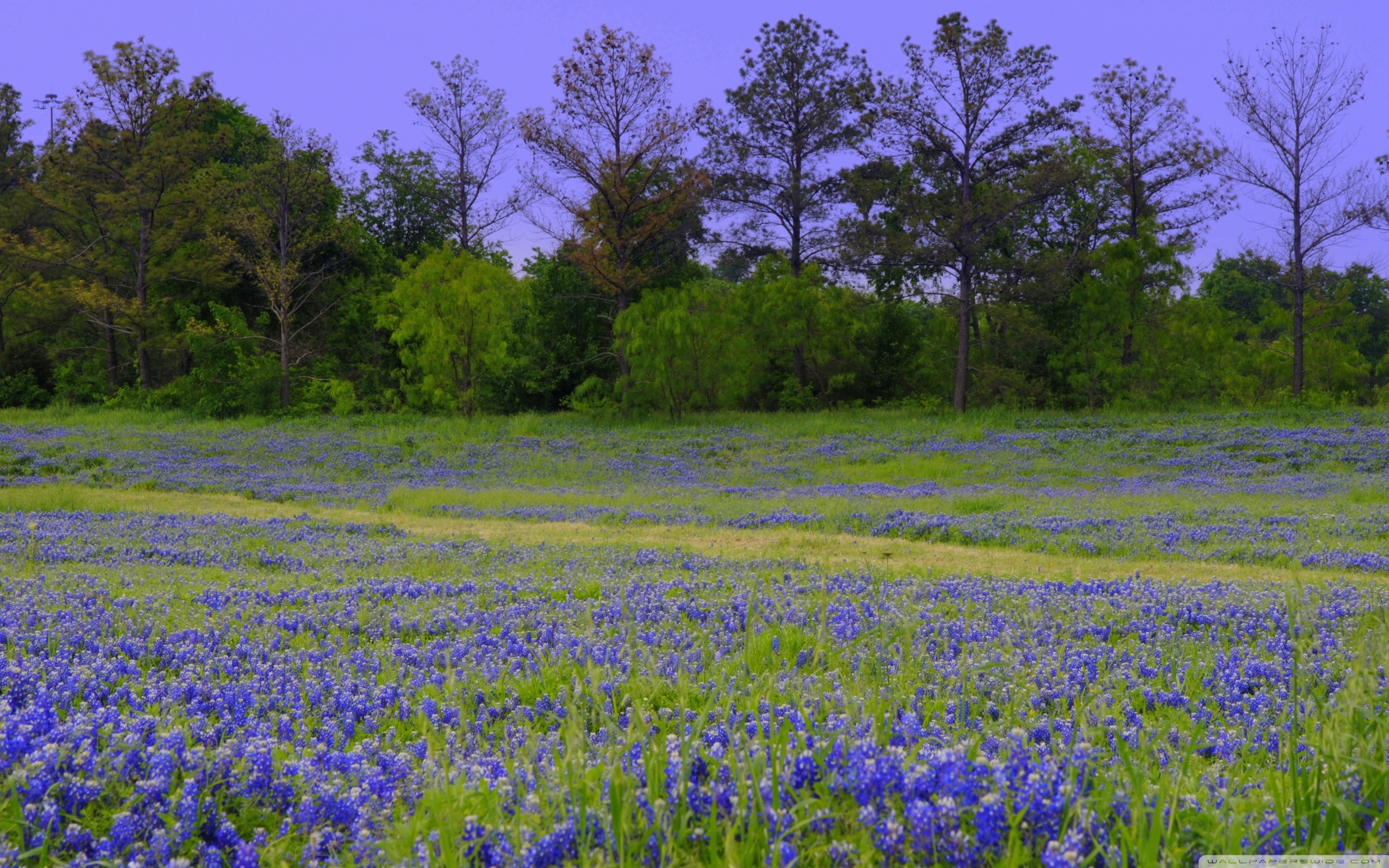 2880x1800 Texas Bluebonnet Wallpaper, Desktop