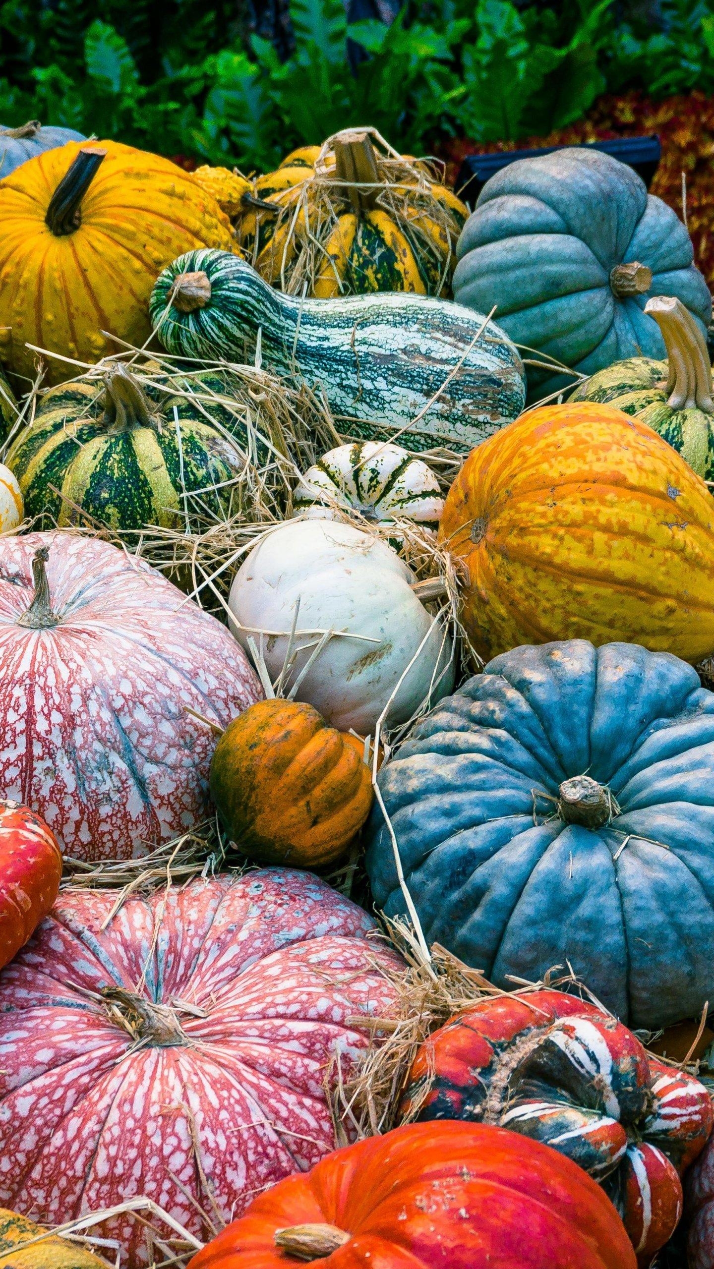 1440x2560 Colorful Pumpkins Wallpaper, Android & Desktop Background, Phone