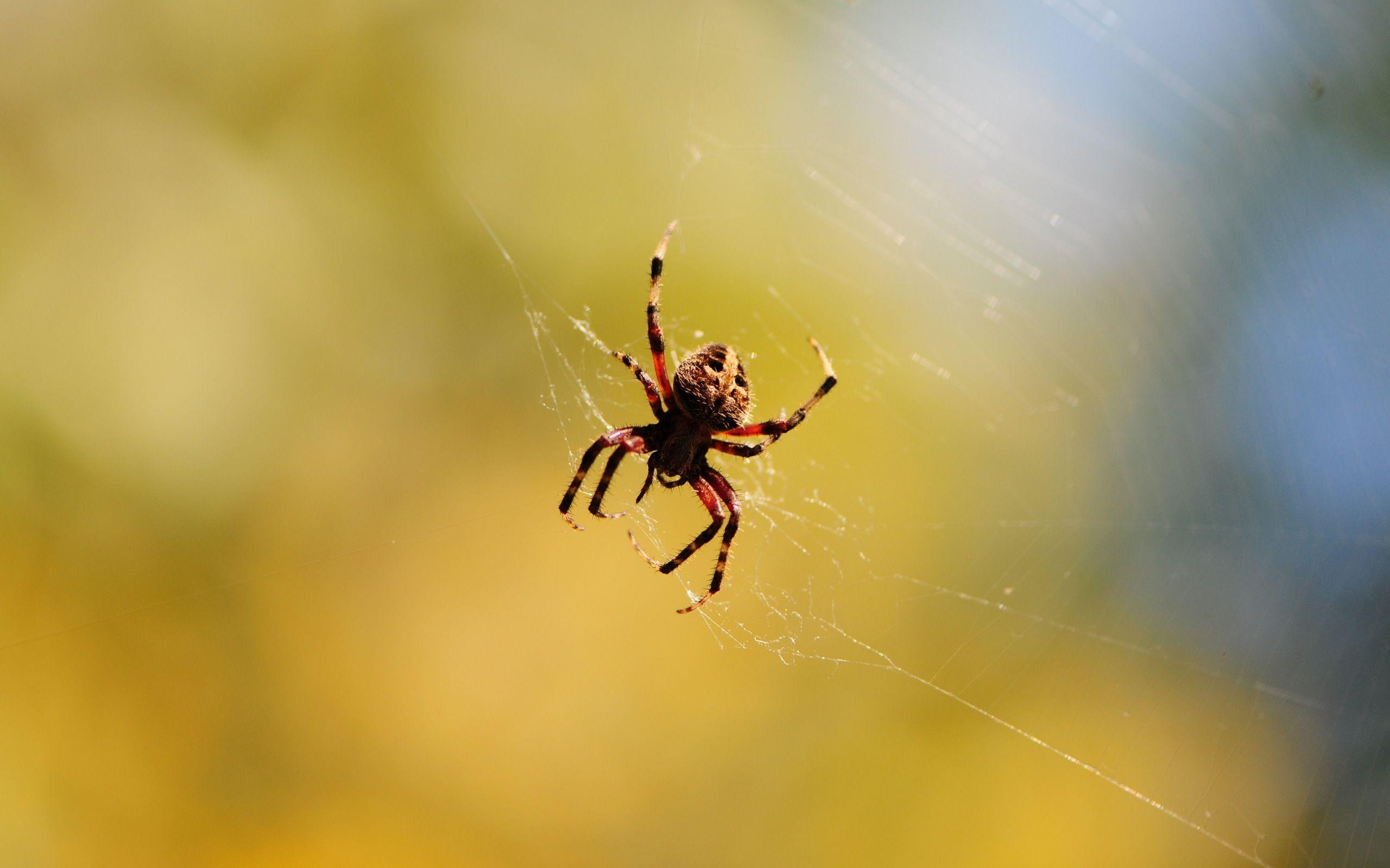 2560x1600 Spider Wallpaper 23760  px HDWallSource, Desktop