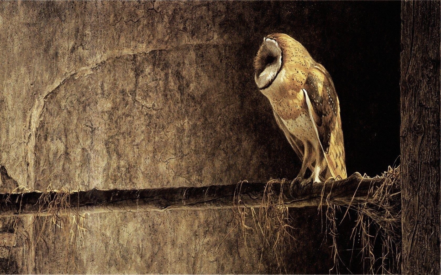 1680x1050 barn owl wallpaper and background, Desktop