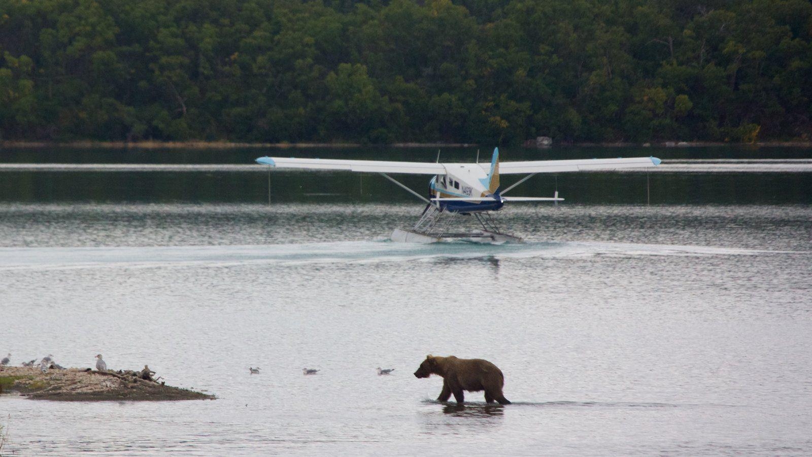 1600x900 Animal picture: View image of Katmai National Park and Preserve, Desktop