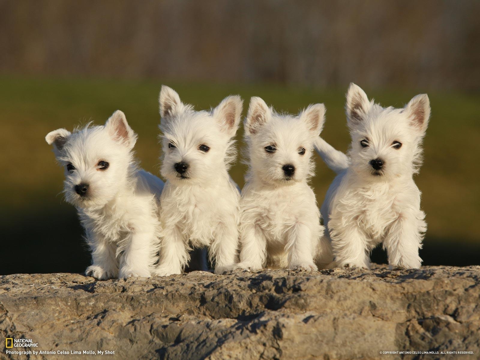 1600x1200 image For > West Highland Terrier, Desktop