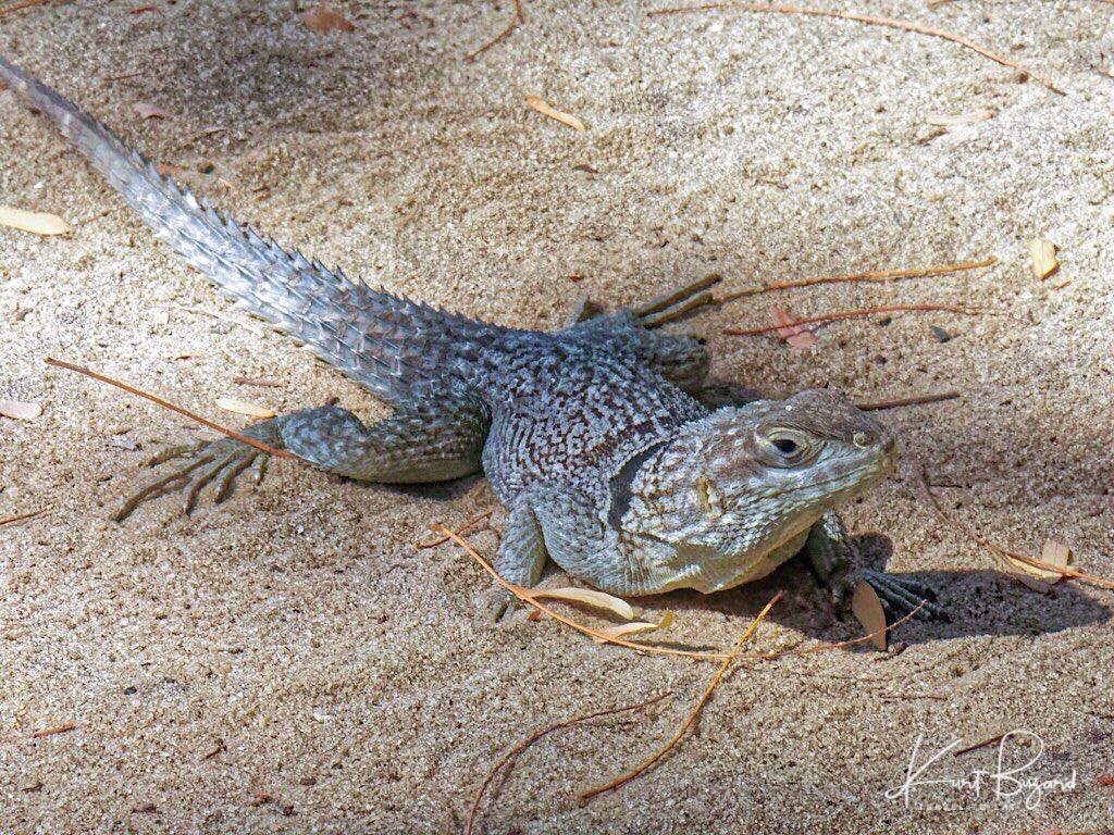 1030x770 Unusual and Beautiful Geckos, Swifts and Reptiles, Desktop