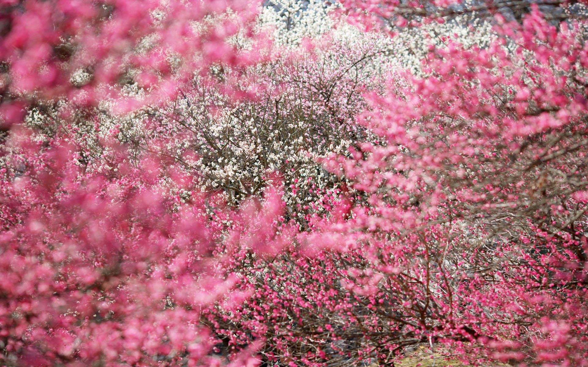 1920x1200 Desktop Sakura Cherry Blossom Wallpaper, Desktop