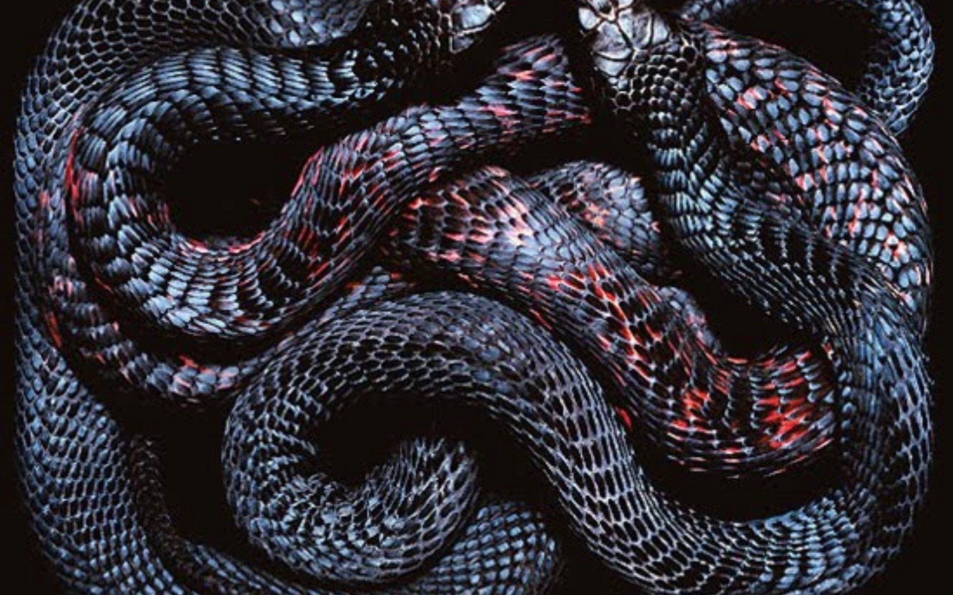 1920x1200 Snakes Wallpaper background picturepavbca.com, Desktop