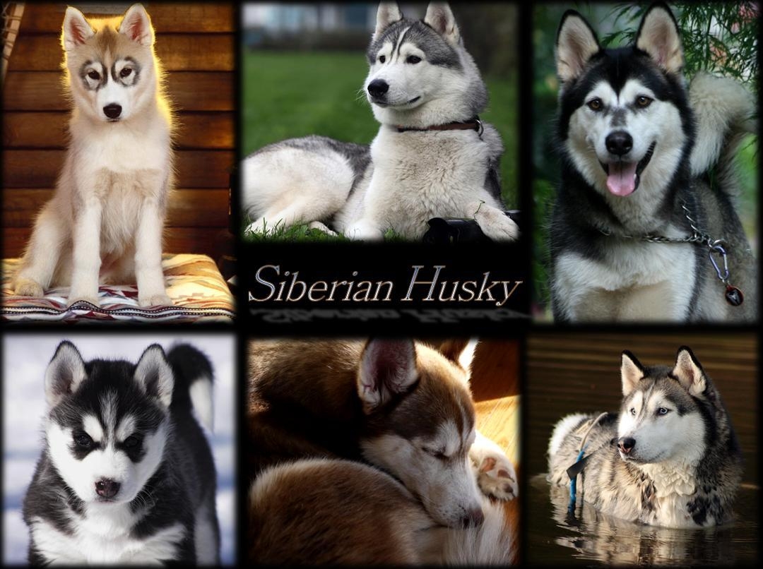 1080x810 Wallpaper Huskies Photo, Desktop