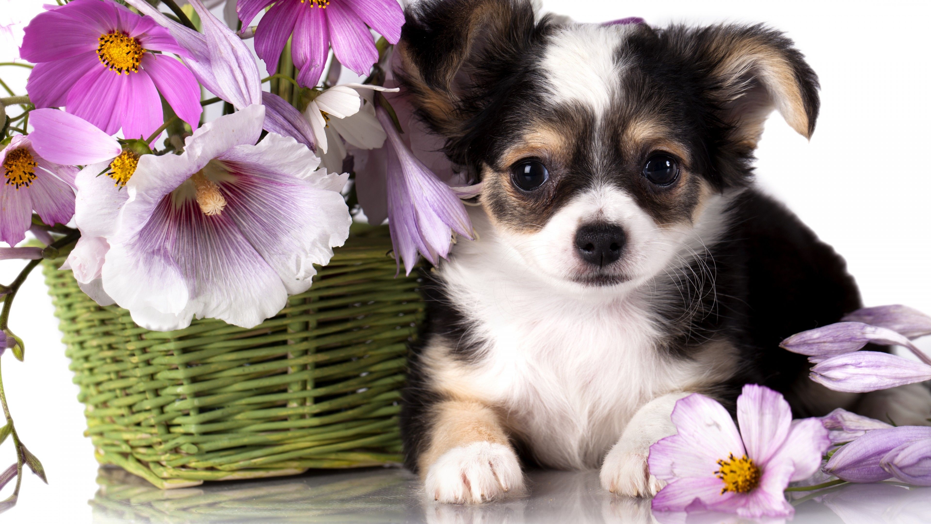 3840x2160 Wallpaper Chihuahua, puppy, dog, flower, animal, Animals Wallpaper, Desktop