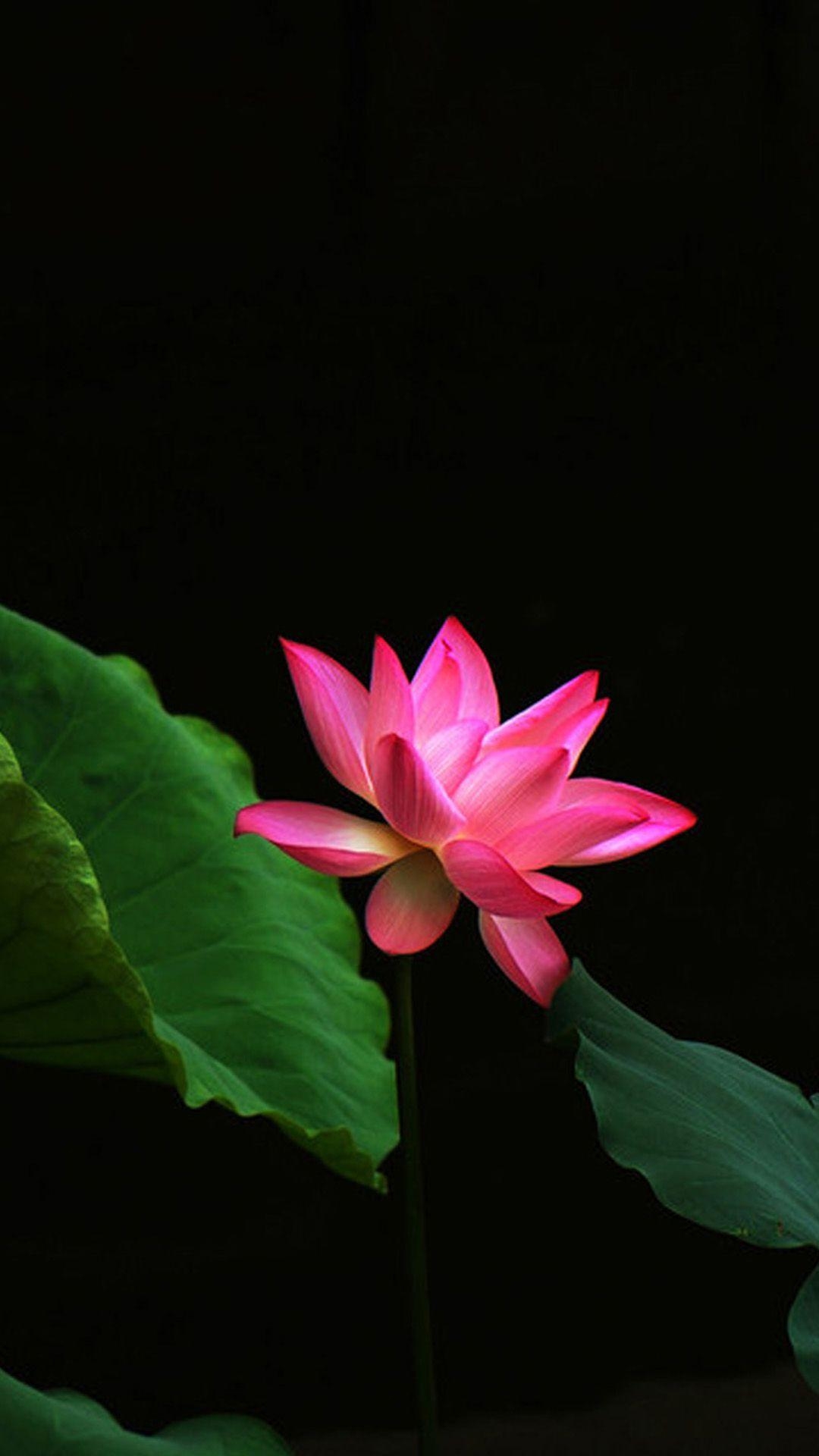 1080x1920 Red Lotus Flower Galaxy Note 3 Wallpaper, Phone