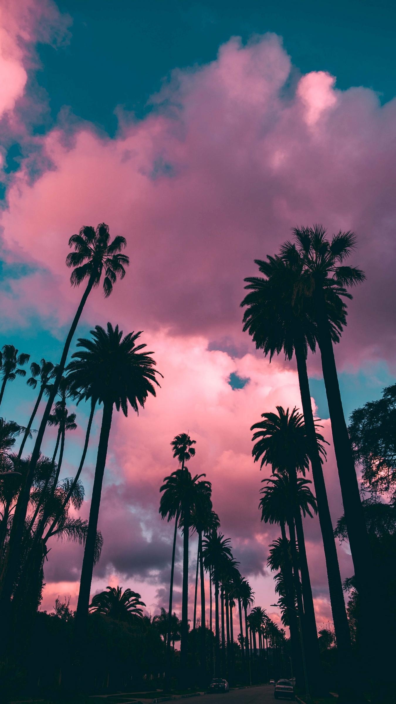 1350x2400 Download wallpaper  palm trees, sunset, clouds, Phone