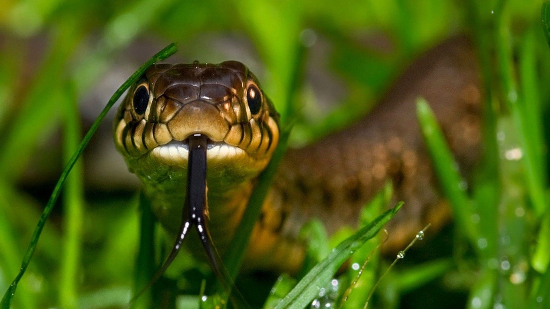 1920x1080 Cute Little Snakes Wallpaper HD.wallpaper13.com, Desktop