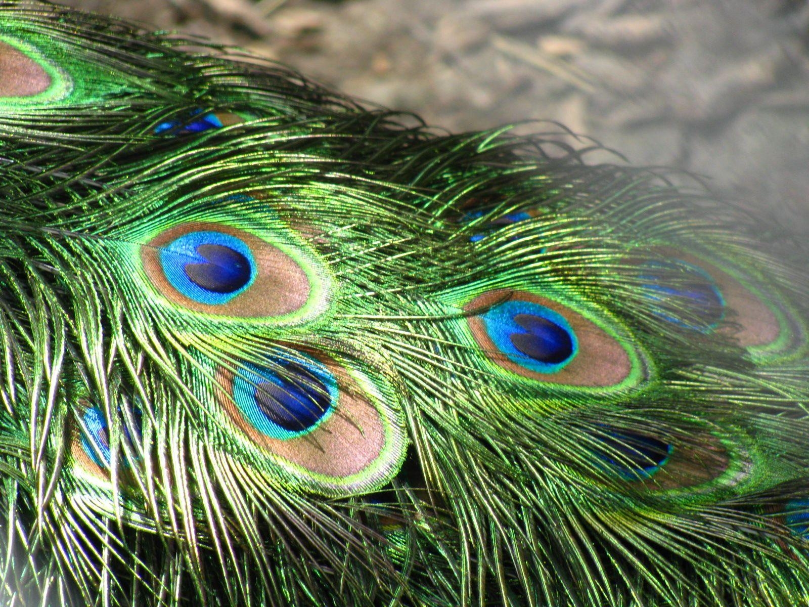 1600x1200 Peacock feathers, Desktop