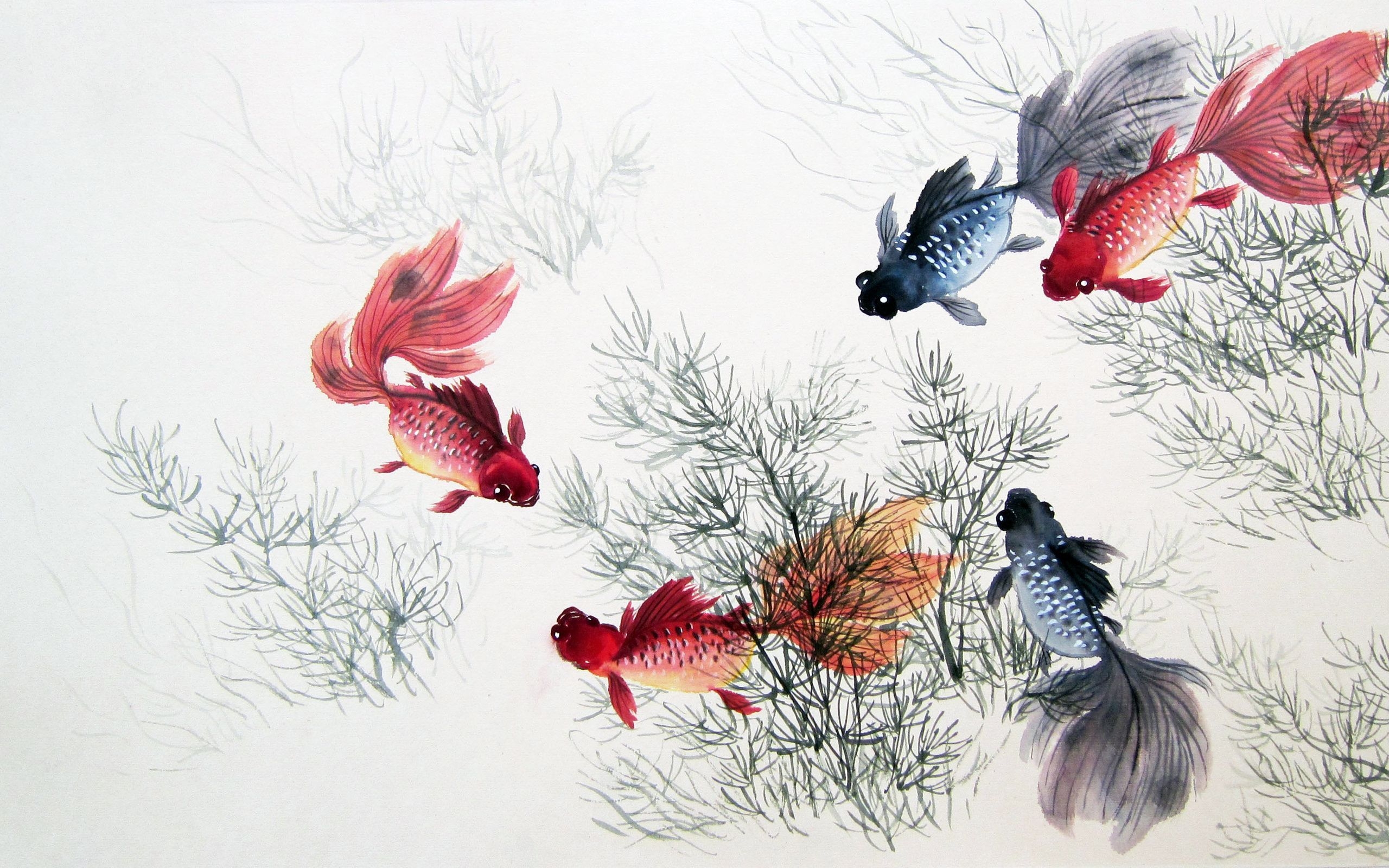 2560x1600 Chinese Fish Wallpaper Free Chinese Fish Background, Desktop