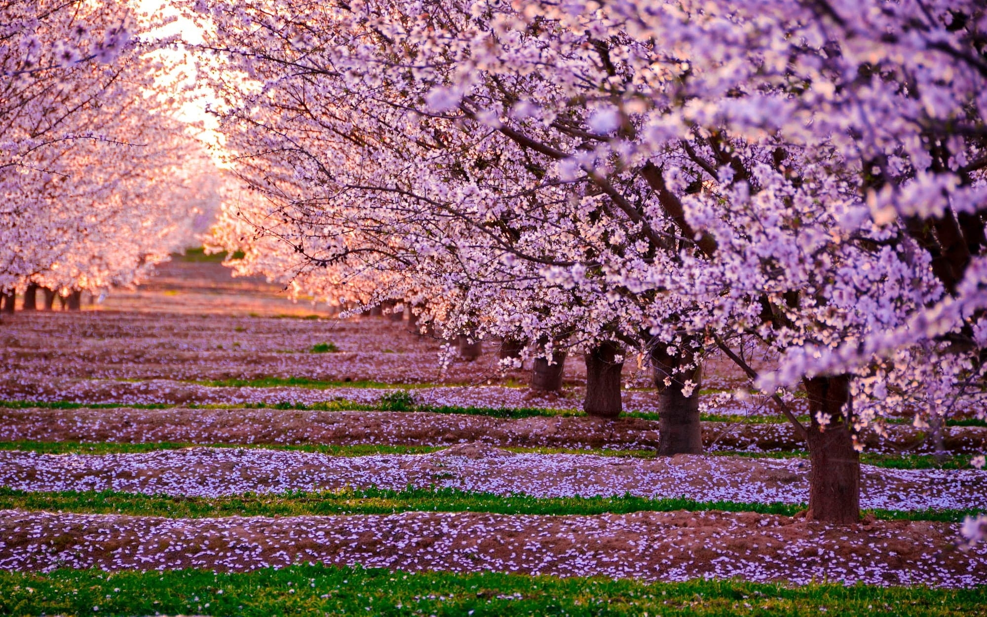 2000x1260 Cherry Blossom HD Wallpaper Free HD Wallpaper, Desktop