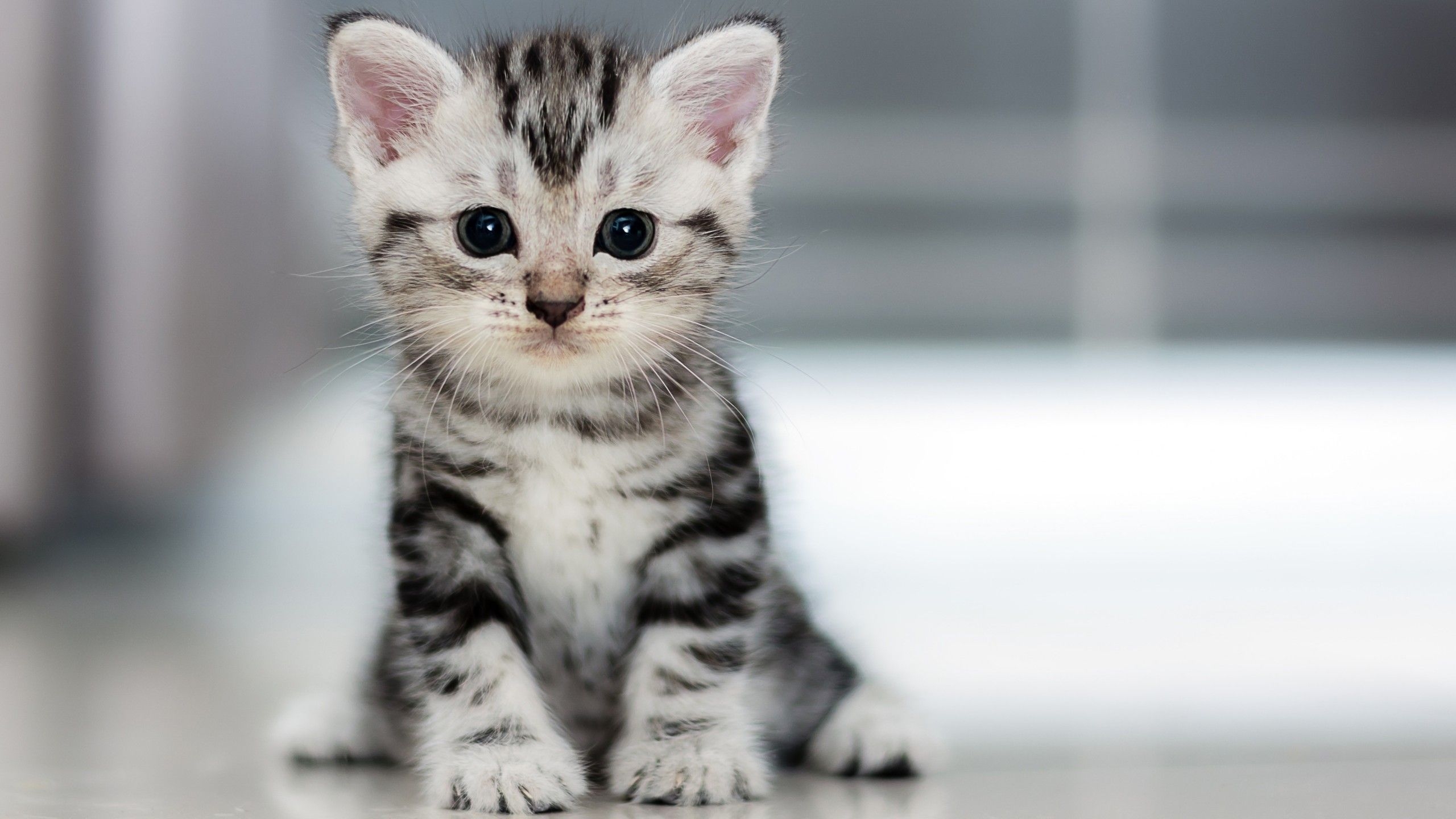 2560x1440 Wallpaper Kitten, Cat, cute, 4K, Animals, Desktop