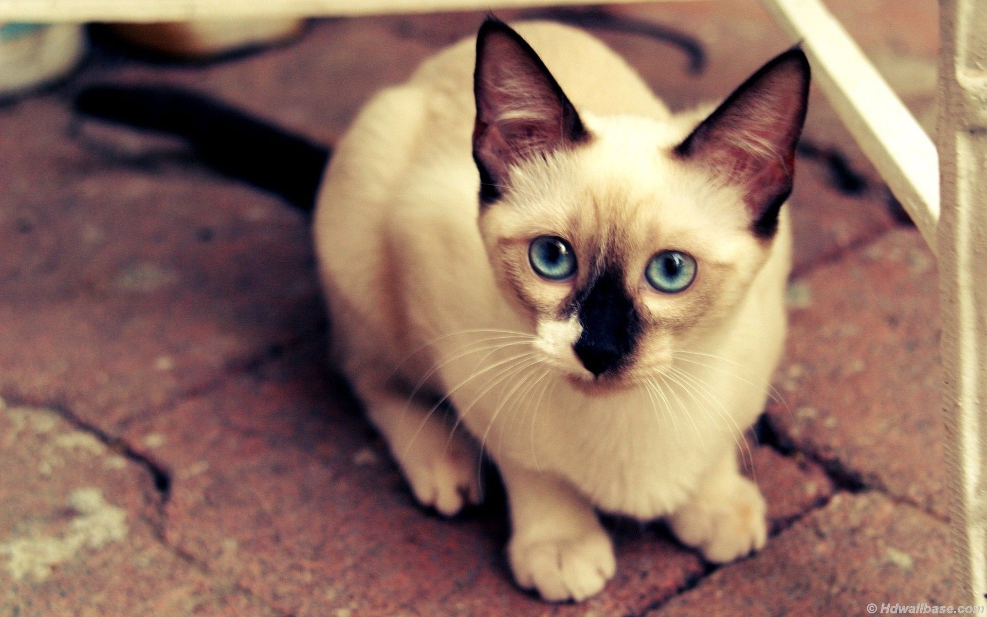 1920x1200 Blue Eyes Siamese Cat wallpaper. Blue Eyes Siamese Cat, Desktop