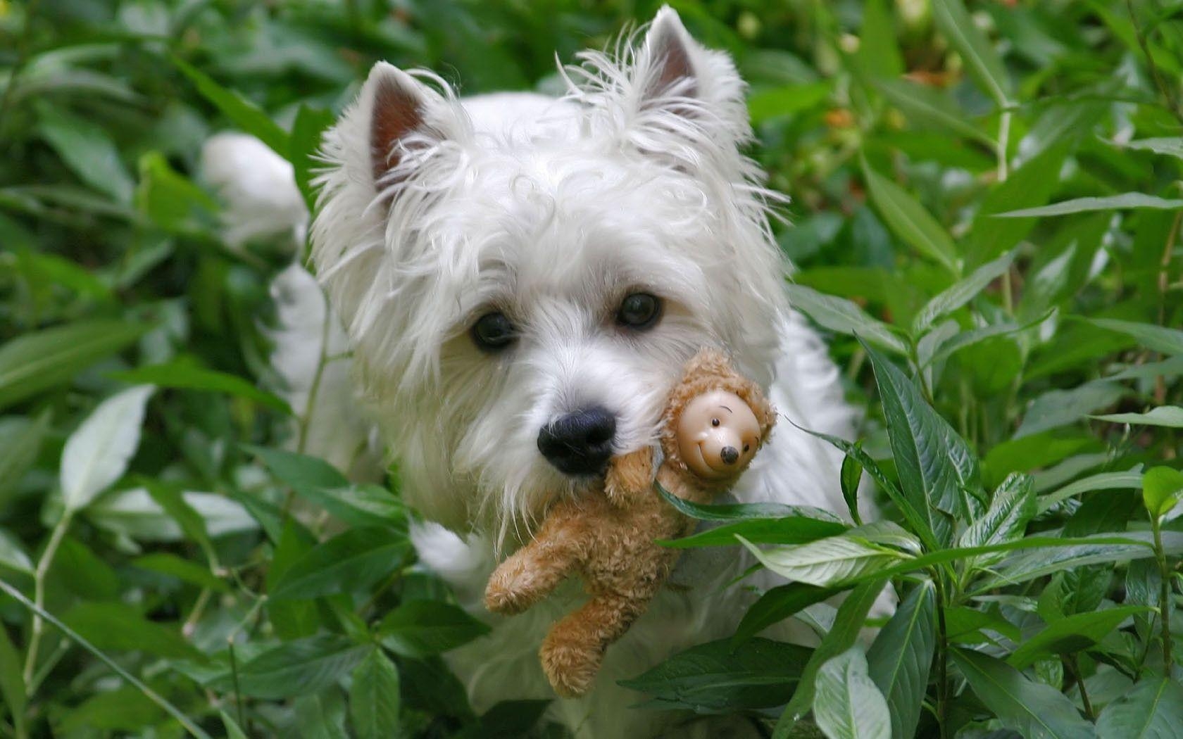 1680x1050 westie and toy, Desktop and mobile wallpaper, Desktop