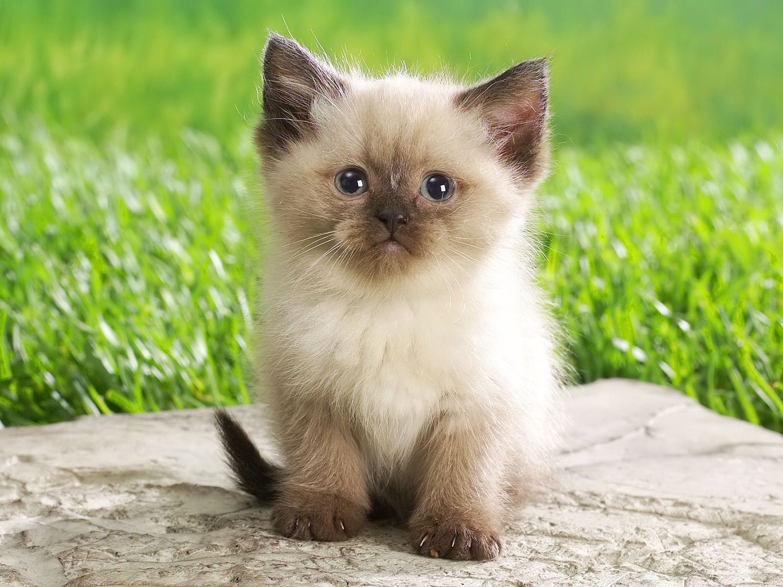 1600x1200 Very small Siamese cat sitting on a stone wallpaper and image, picture, photo, Desktop