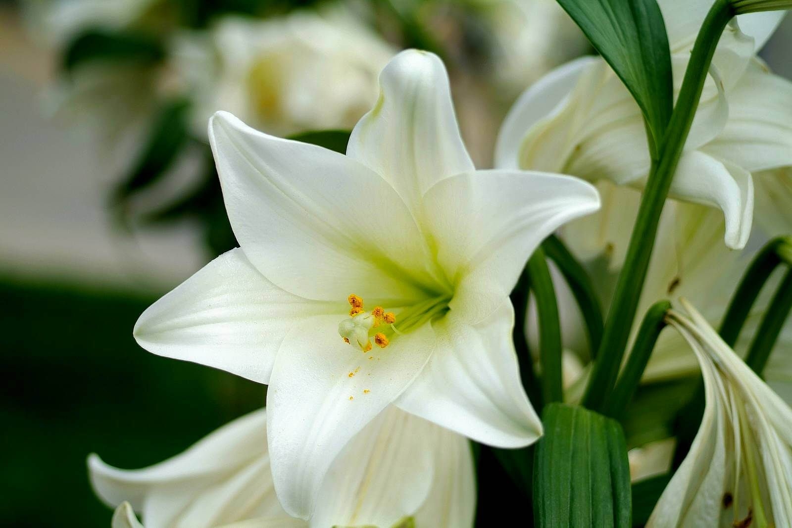 1600x1070 white lilys. White Lily flower closeup - Free High quality Flower wallpaper. Lily wallpaper, White lily flower, White lilies, Desktop