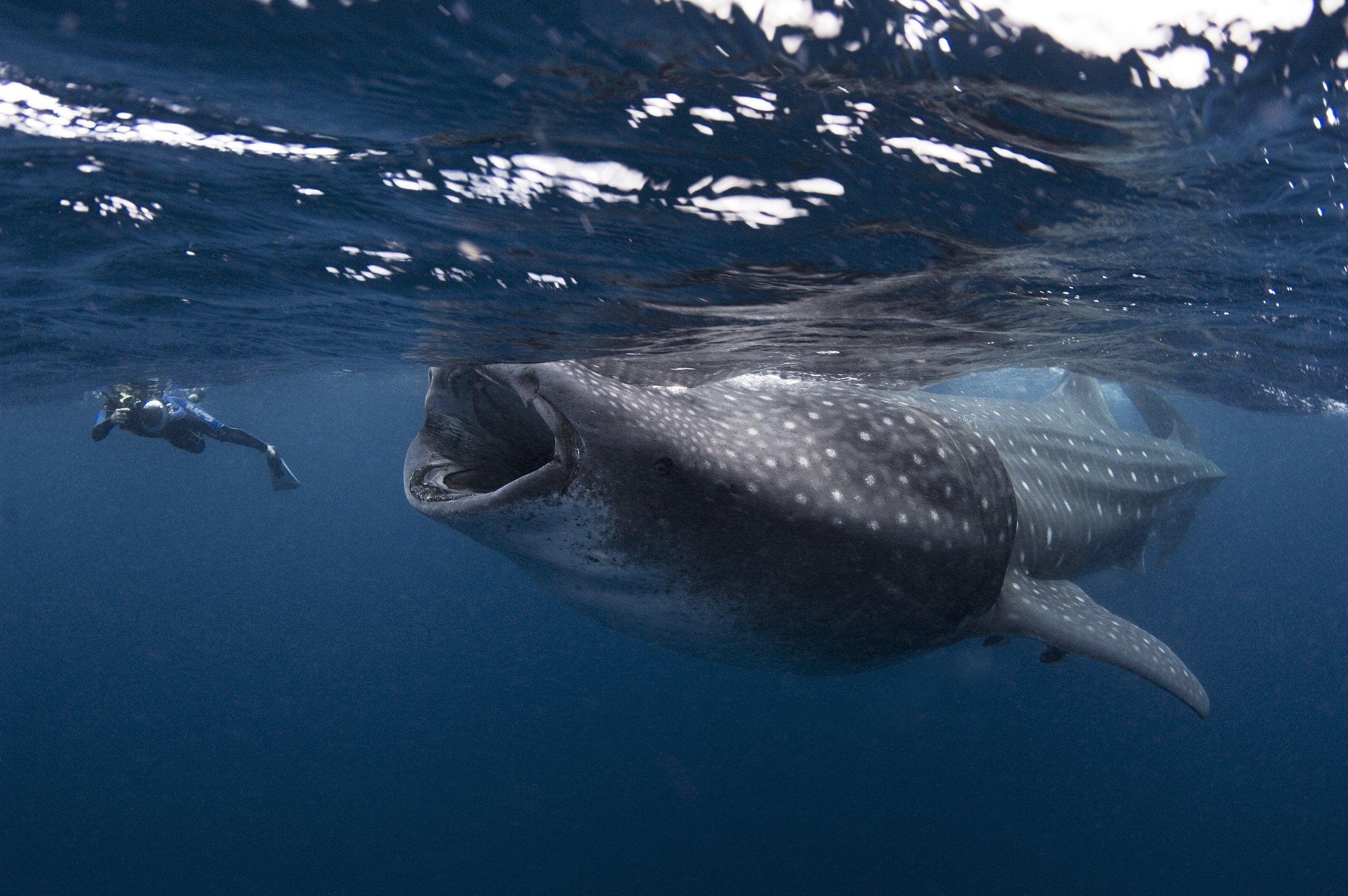 2500x1670 Whale shark underwater ocean sea wallpaperx1662, Desktop