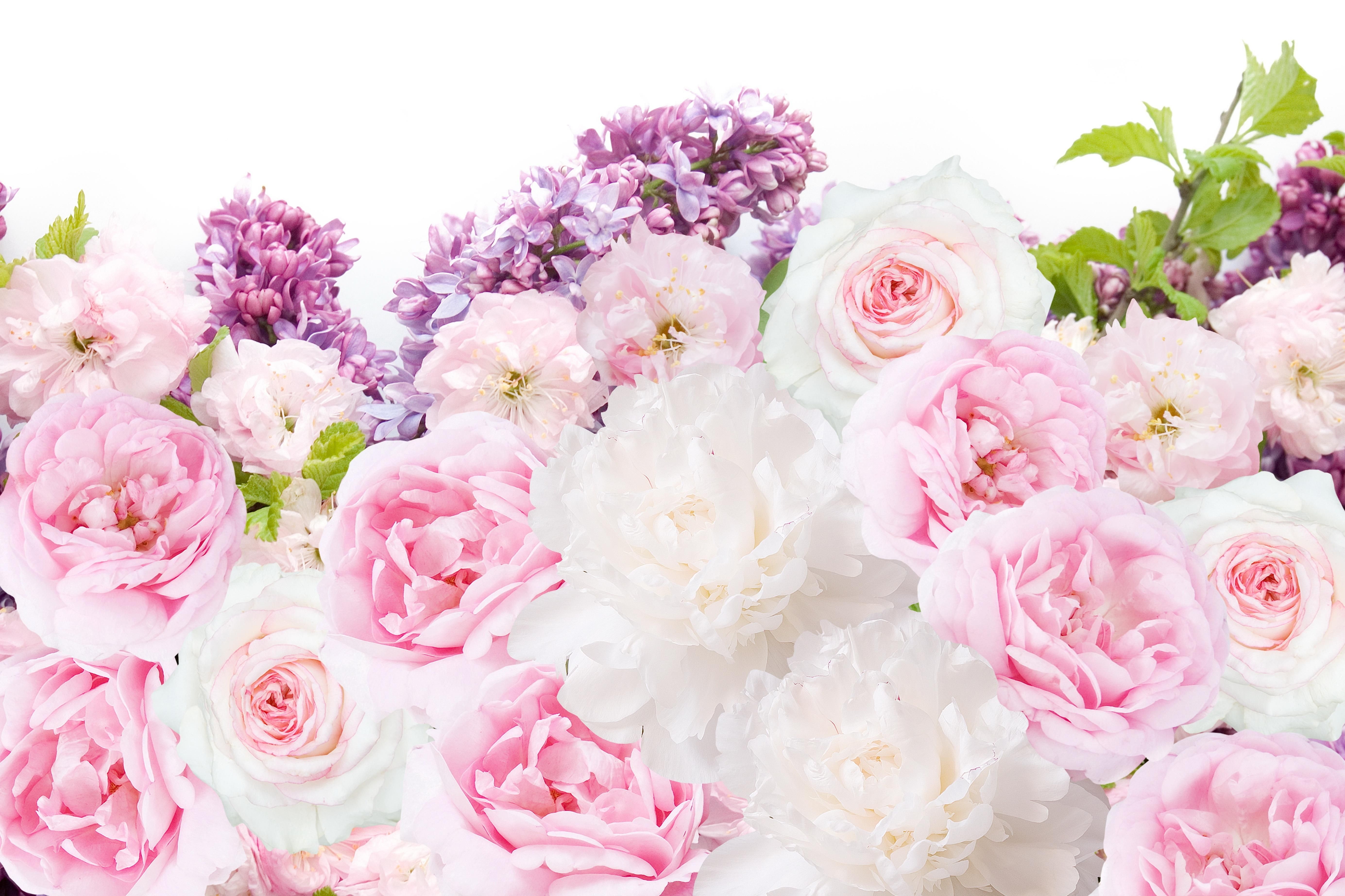 5540x3700 Pink white peonies floral desktop wallpaper background. →PRETTY, Desktop