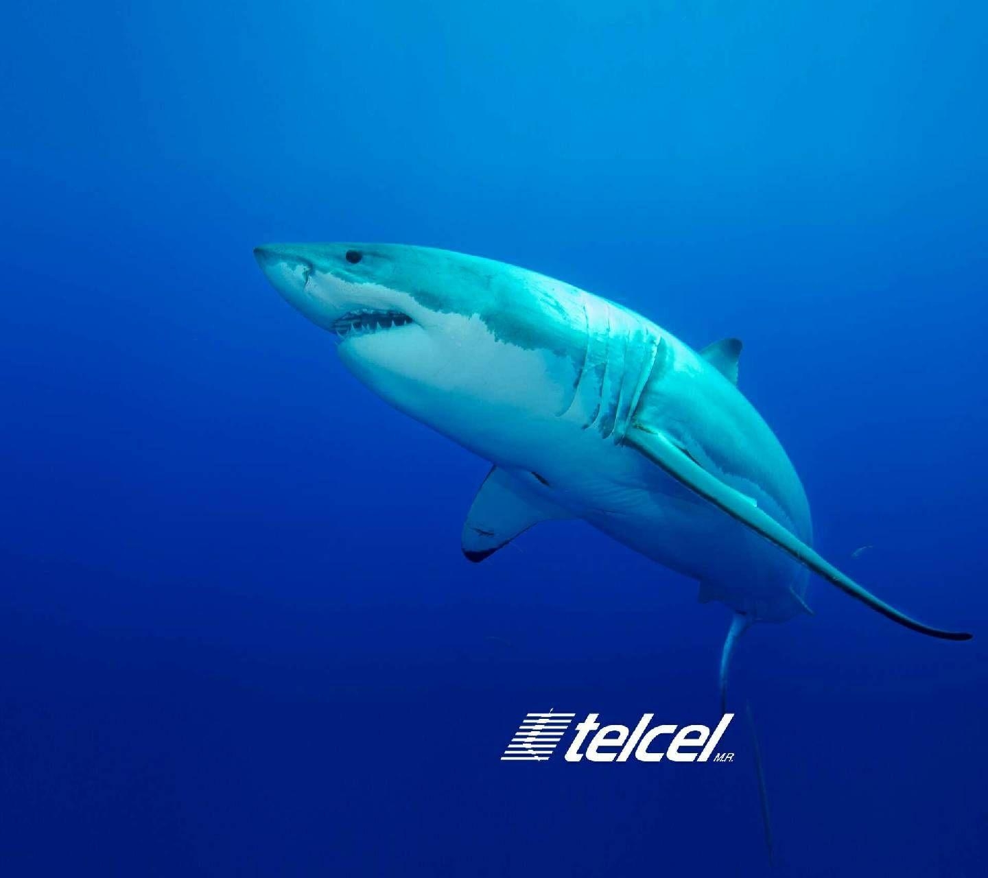 1440x1280 Shark Telcel Wallpaper, Desktop