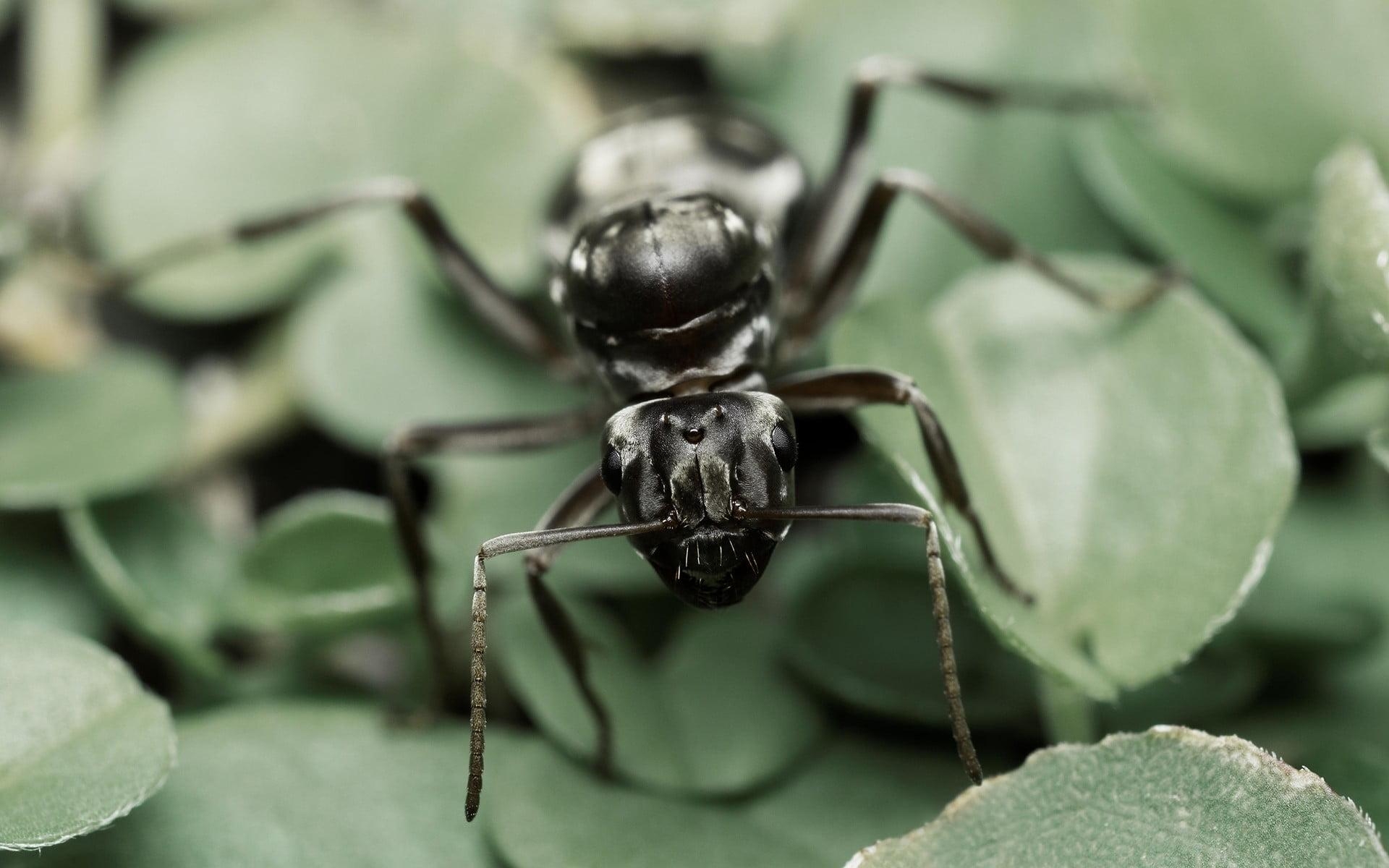 1920x1200 Black carpenter ant, ants, nature, insect, macro HD, Desktop