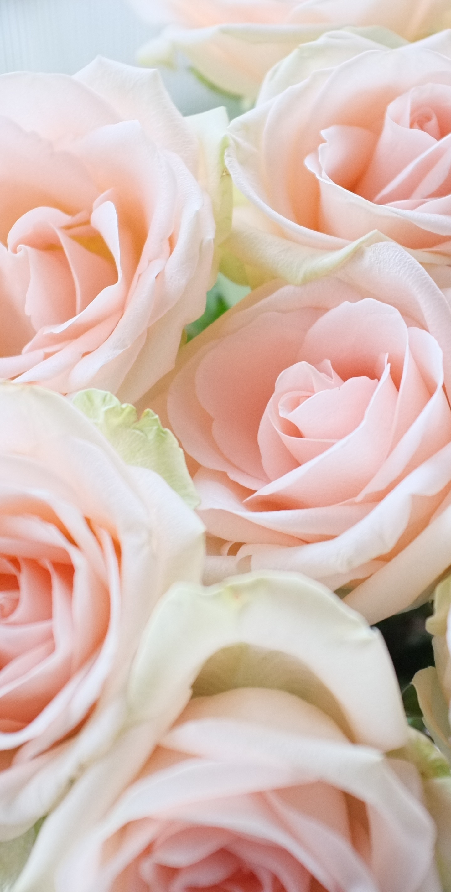 1440x2850 Download 1440x2960 wallpaper light pink, roses, bouquet, samsung galaxy s samsung galaxy s8 plus, 1440x2960 HD image, background, 7866, Phone