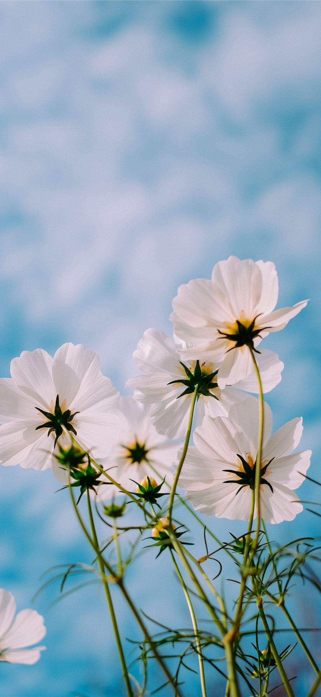 1130x2440 Best Flower iPhone 11 HD Wallpaper, Phone