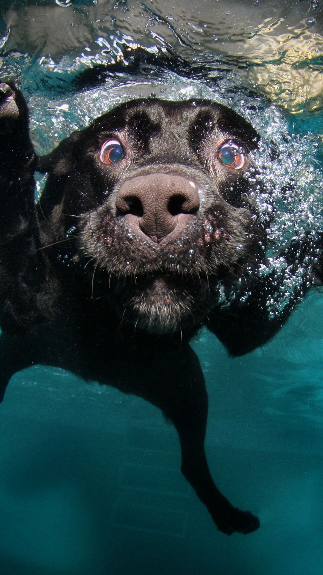 1080x1920 Wallpaper Dog, 5k, 4k wallpaper, puppy, black, underwater, funny, animal, pet, water bubbles, OS, Phone