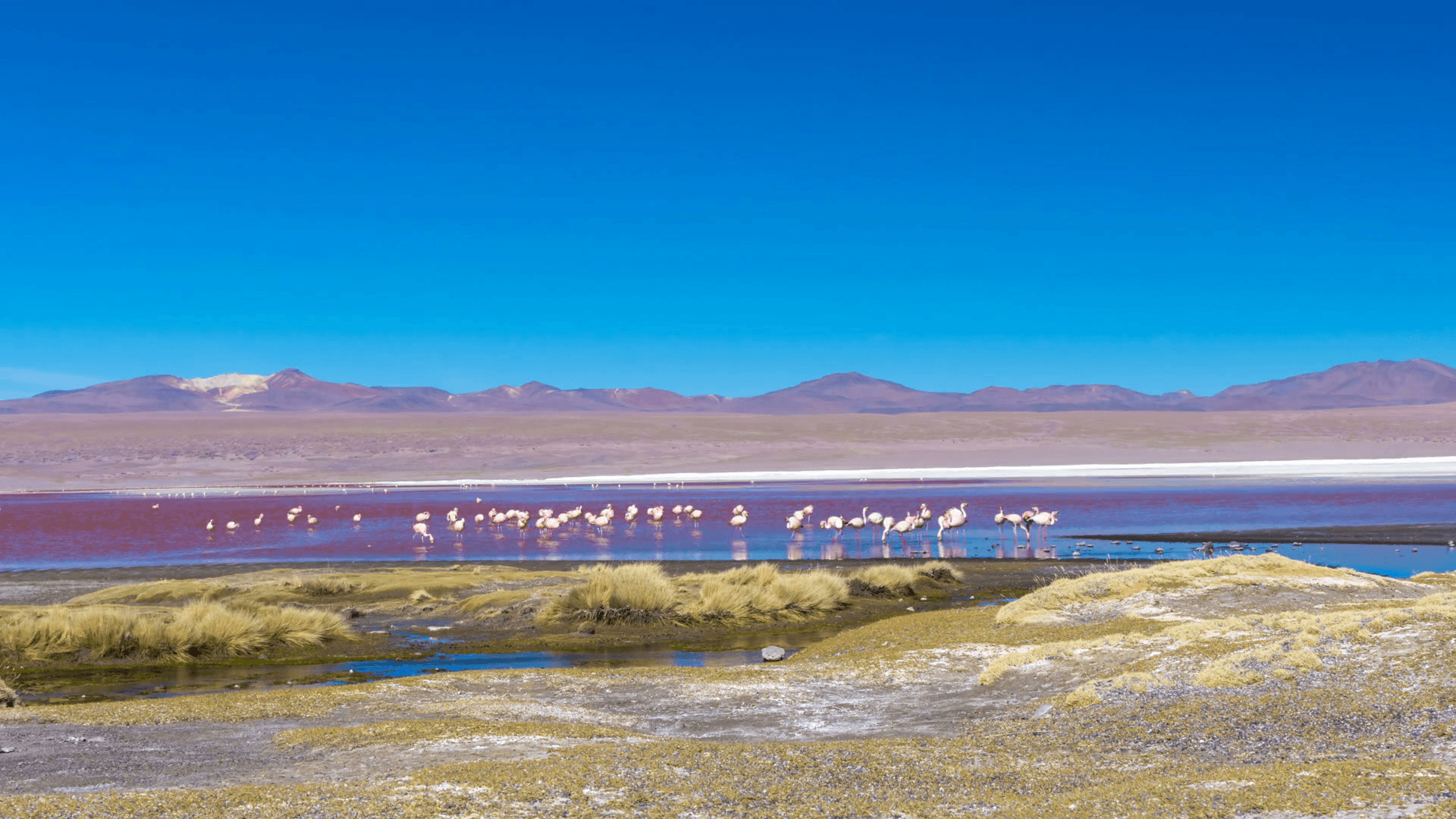 1920x1080 Time lapse of some Pink flamingos in Laguna Colorada in Uyuni, Desktop