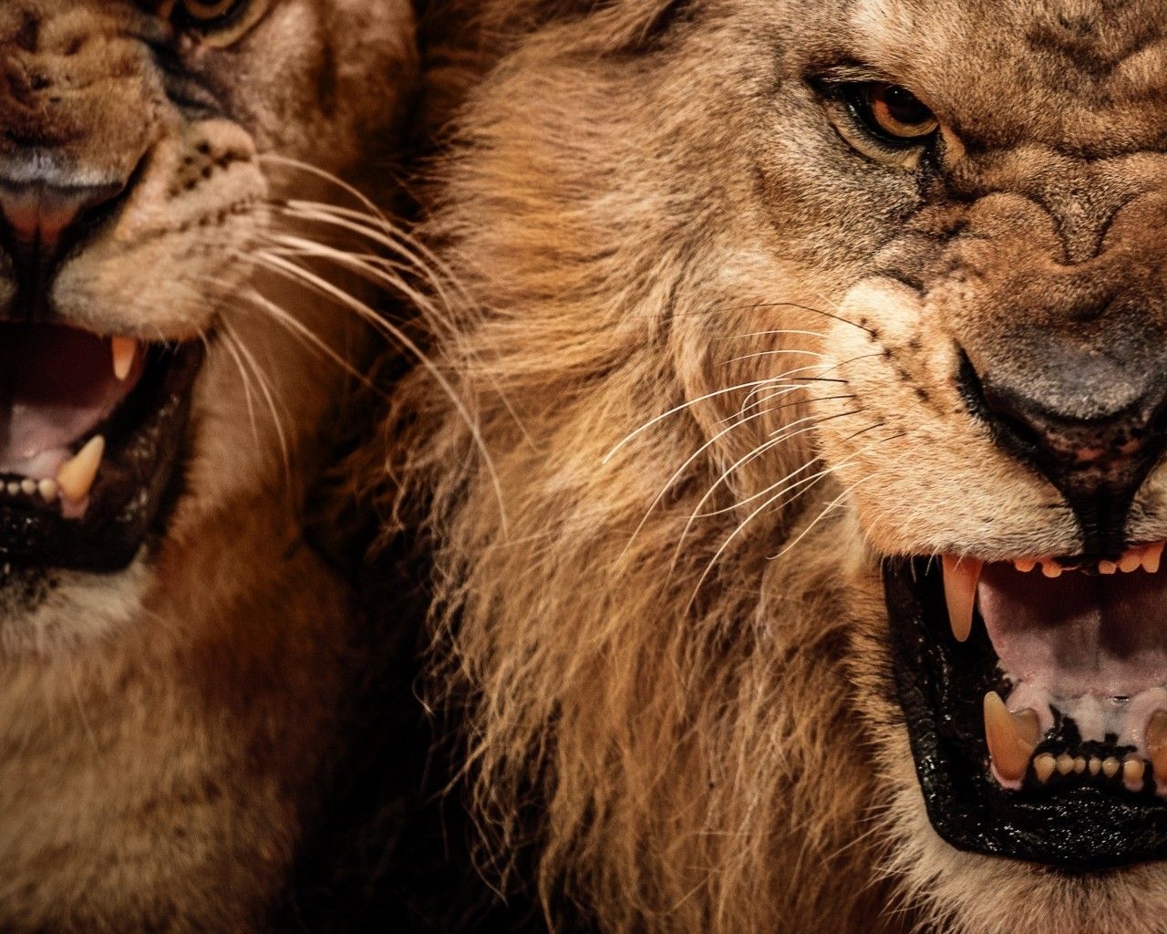 1280x1030 Download  Lion Roar, Predator, Fangs, Big Cats Wallpaper, Desktop