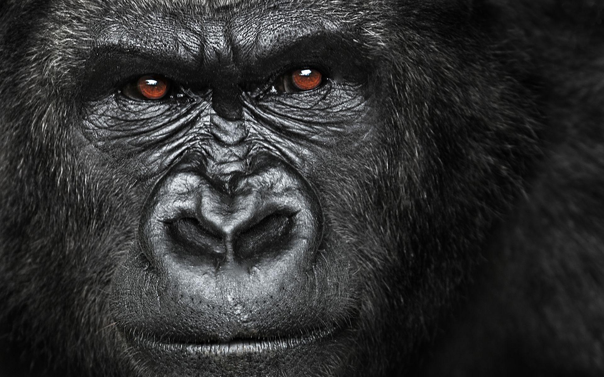 1920x1200 Gorilla Quotes. QuotesGram. Animal Makeup. Wallpaper, Animal, Desktop