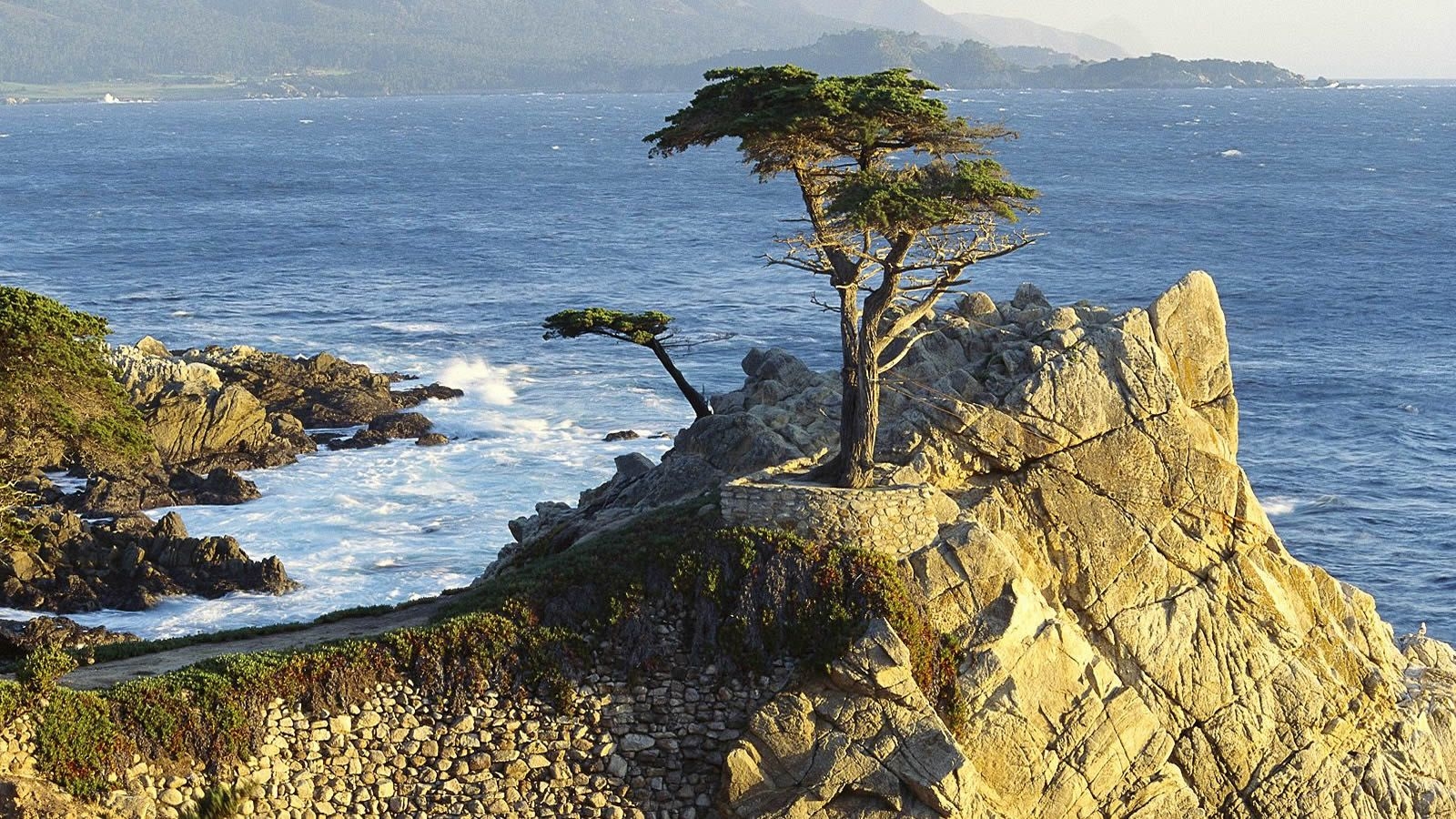 1600x900 Free download Monterey Cypress for a computer widescreen desktop, Desktop