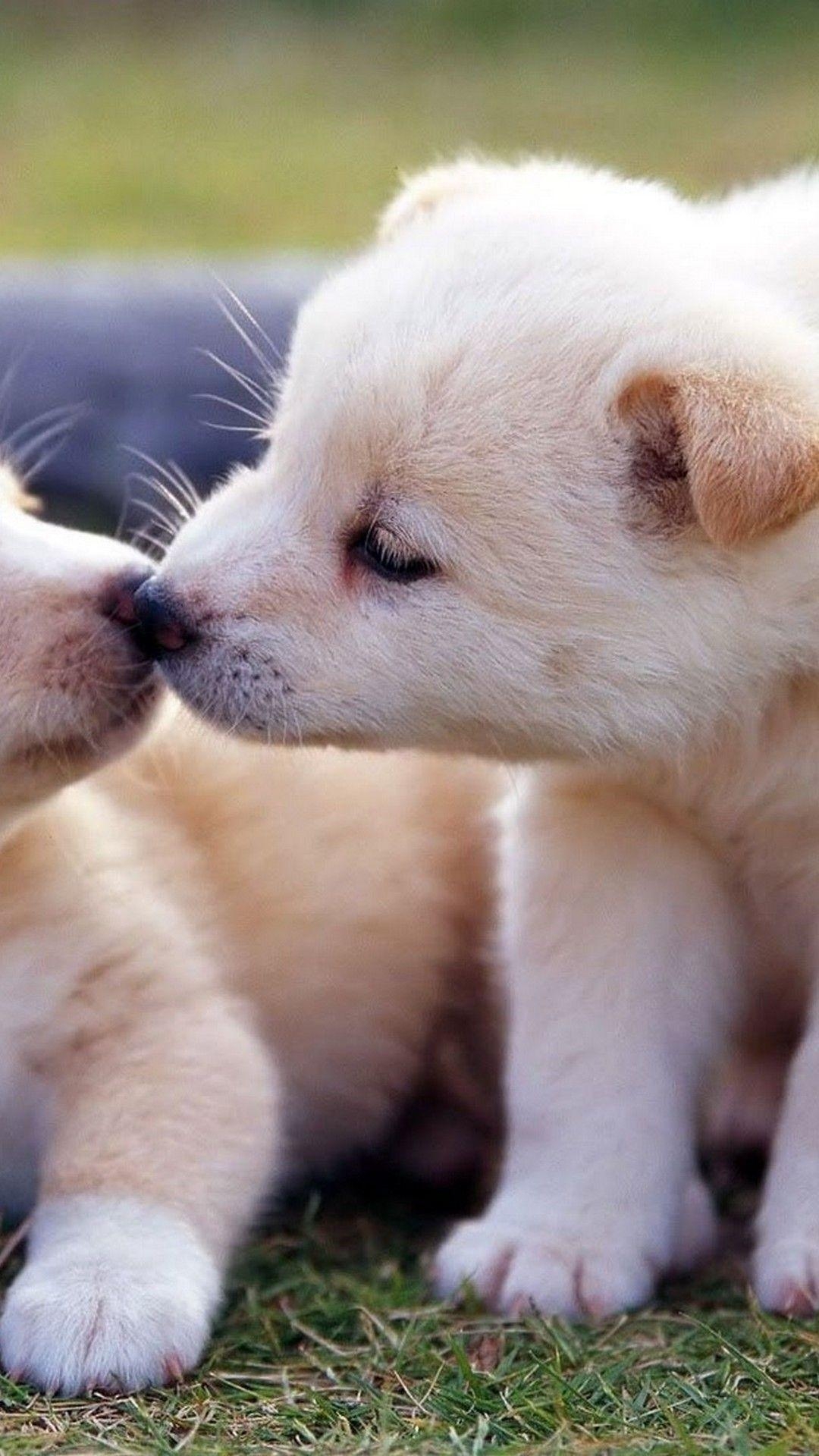 1080x1920 Cute Puppies Wallpaper iPhone Puppy Wallpaper & Background Download, Phone