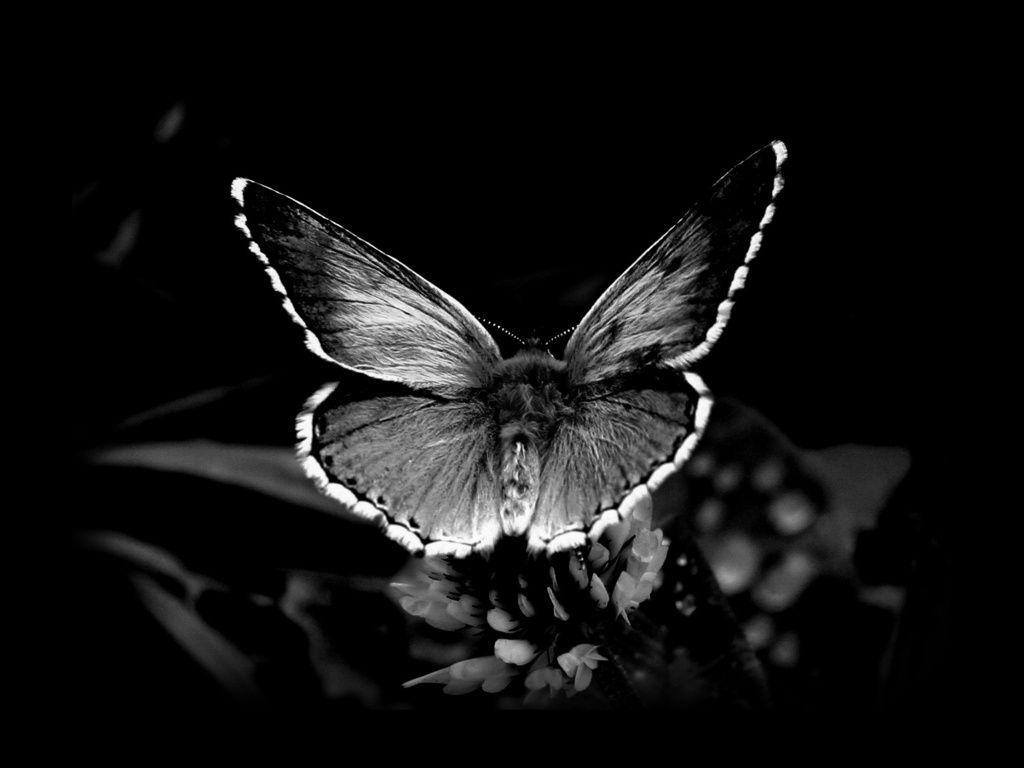 1030x770 Pix For > Black Butterflies Wallpaper, Desktop