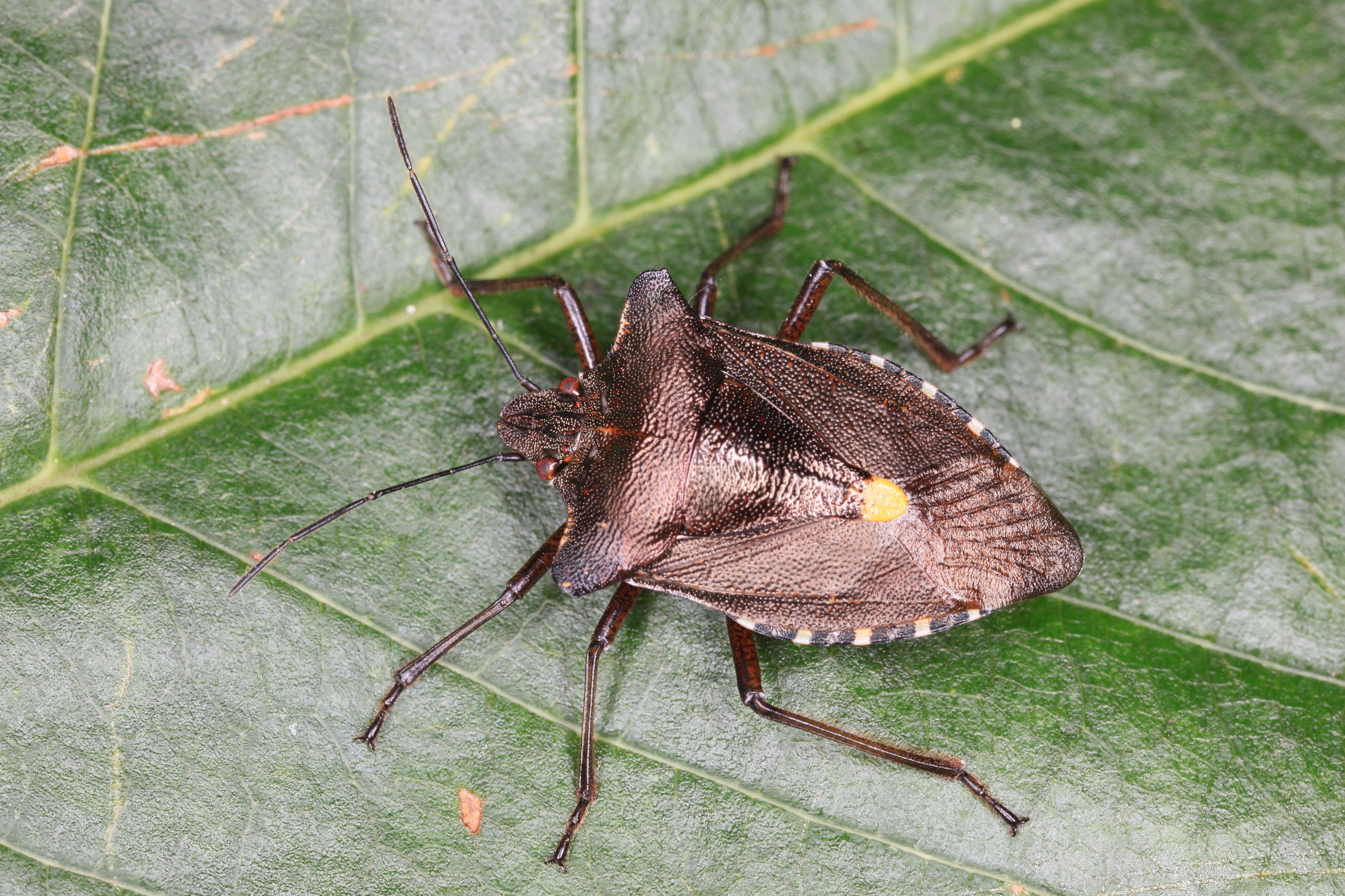 5620x3750 Download  Closeup nature insects bugs macro stink, Desktop