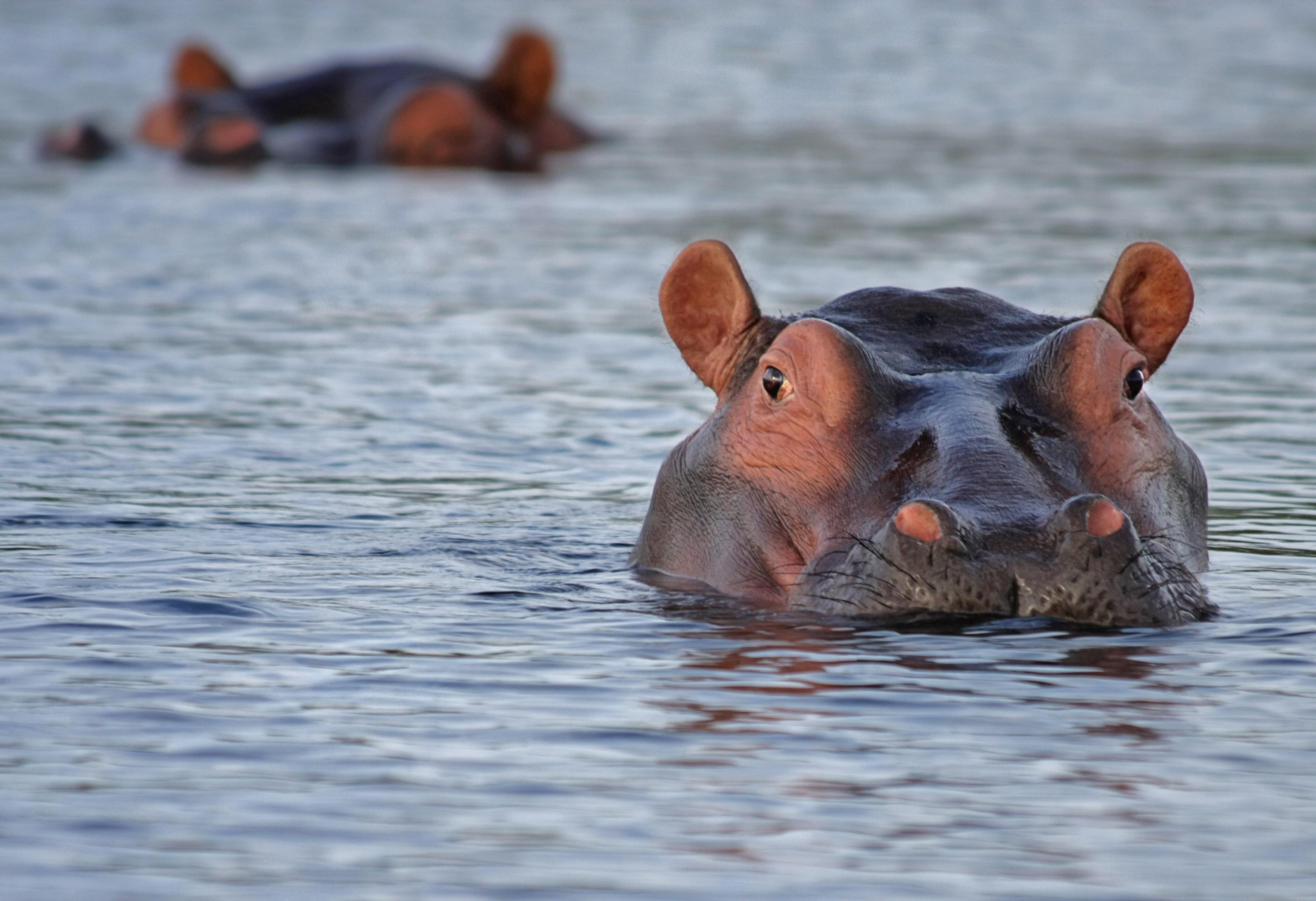 2900x1990 Hippos in Water · Free, Desktop