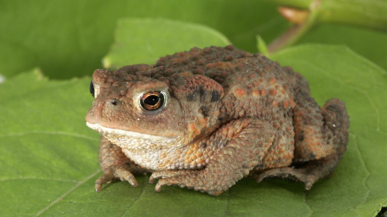 1600x900 Toad Computer Wallpaper, Desktop Background  Id: 425209, Desktop