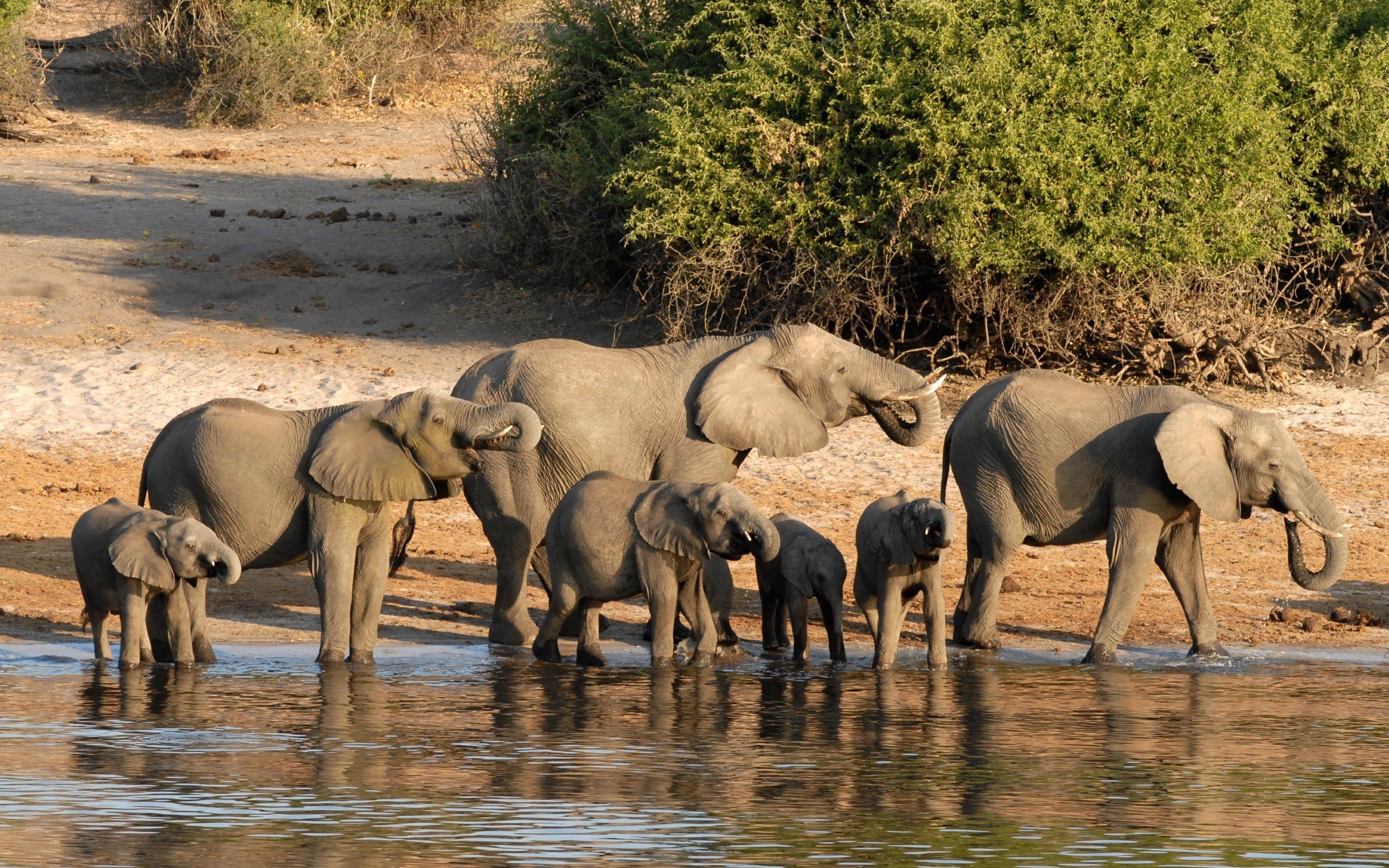 2880x1800 Family of Elephants in Botswana. HD Wallpaper · 4K, Desktop