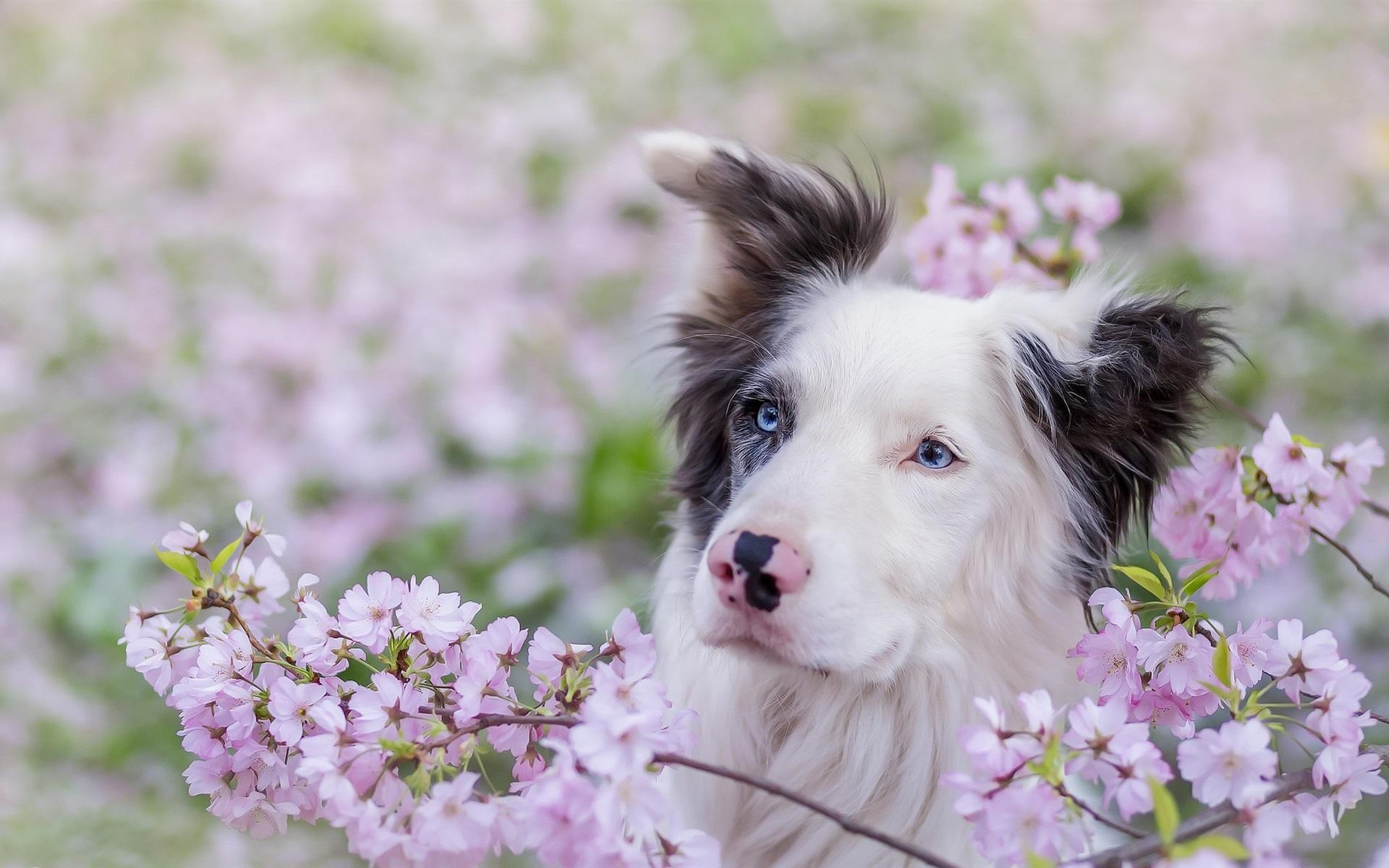 1920x1200 Wallpaper Blue eyes dog, pink flowers, spring  HD Picture, Desktop