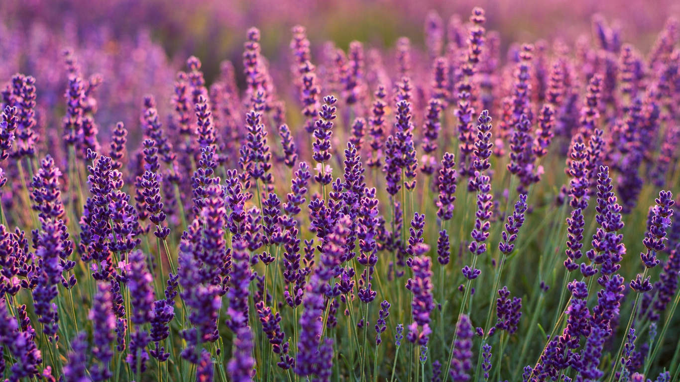 1370x770 Download lavenders, lavender farm, plants  wallpaper, tablet, laptop,  HD image, background, 21675, Desktop