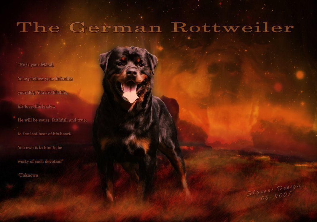 1070x750 German rottweiler, Desktop