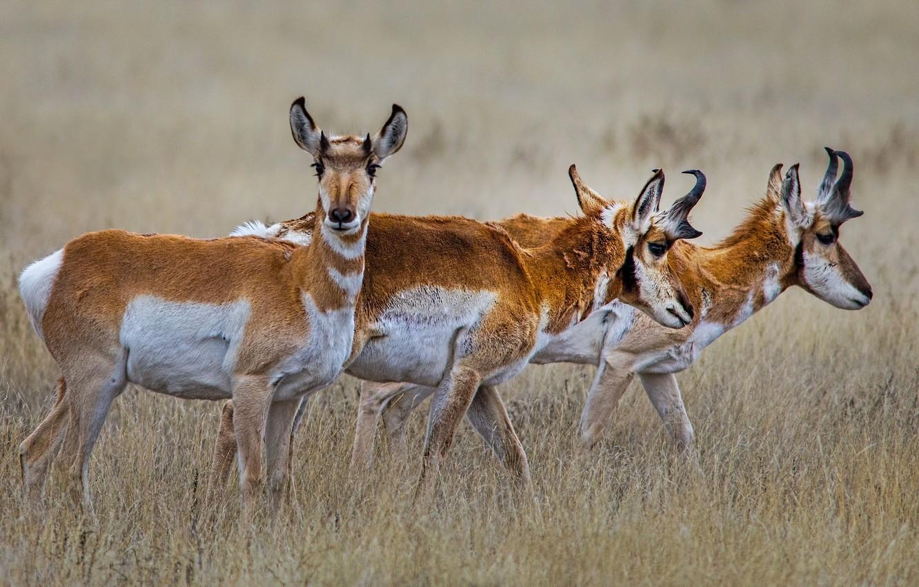 1340x850 Wallpaper grass, horns, the herd, antelope, pronghorn image, Desktop