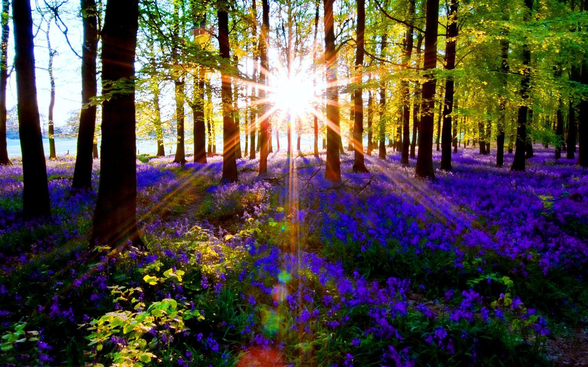 1920x1200 Forest Sun Rays Wallpaper 540x337 Forest Sun Rays Wallpaper 1473, Desktop