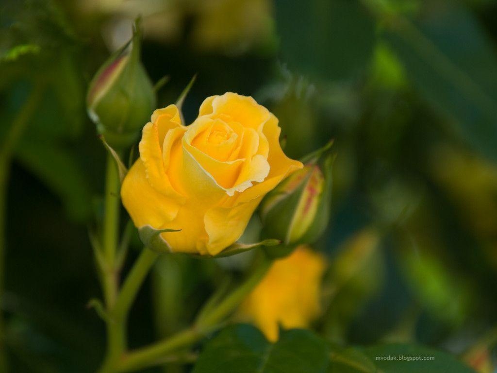 1030x770 Picture Of A Yellow Rose Flower Wallpaper, Desktop