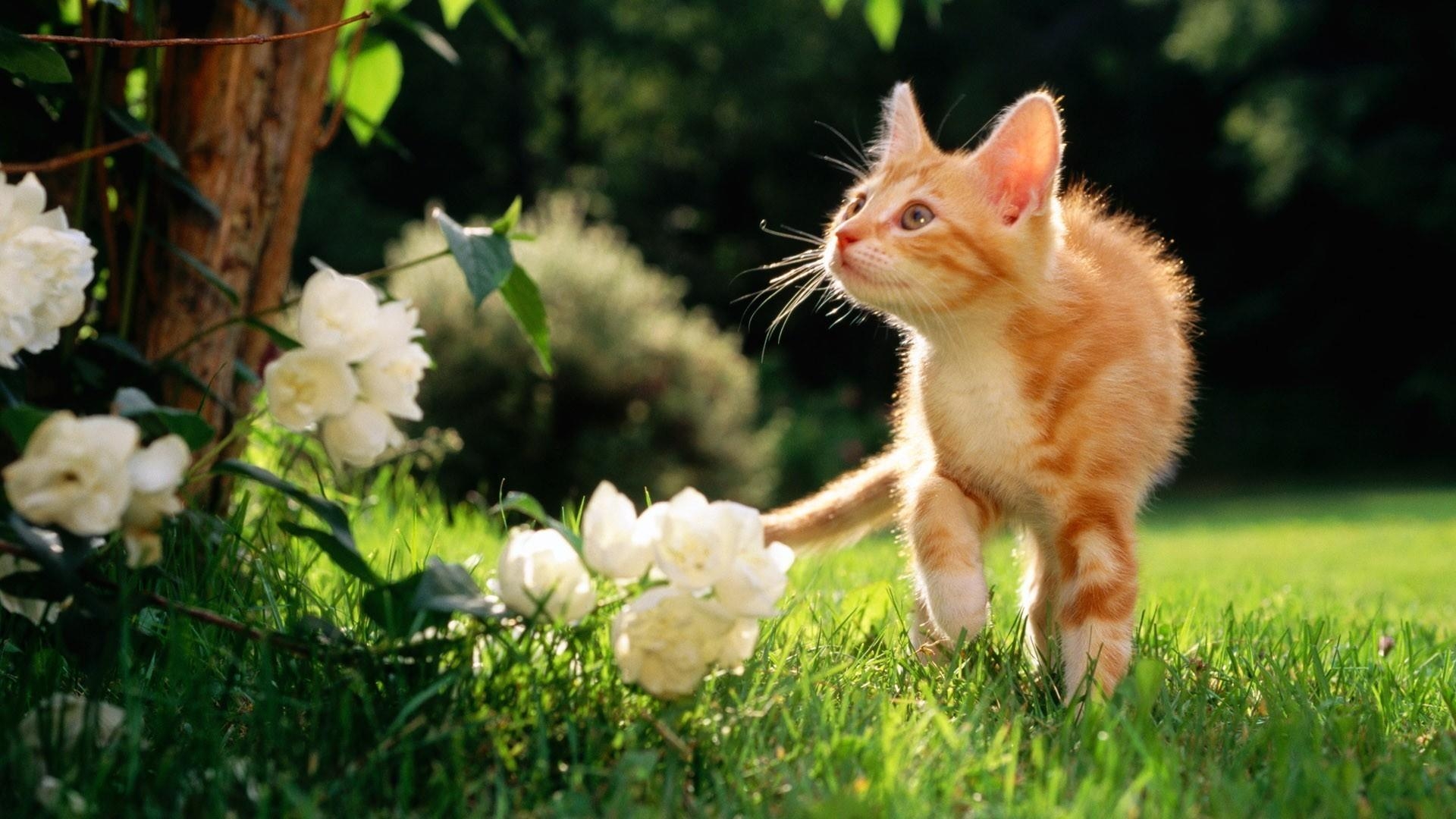 1920x1080 Kitten Spring Wallpaper, Desktop