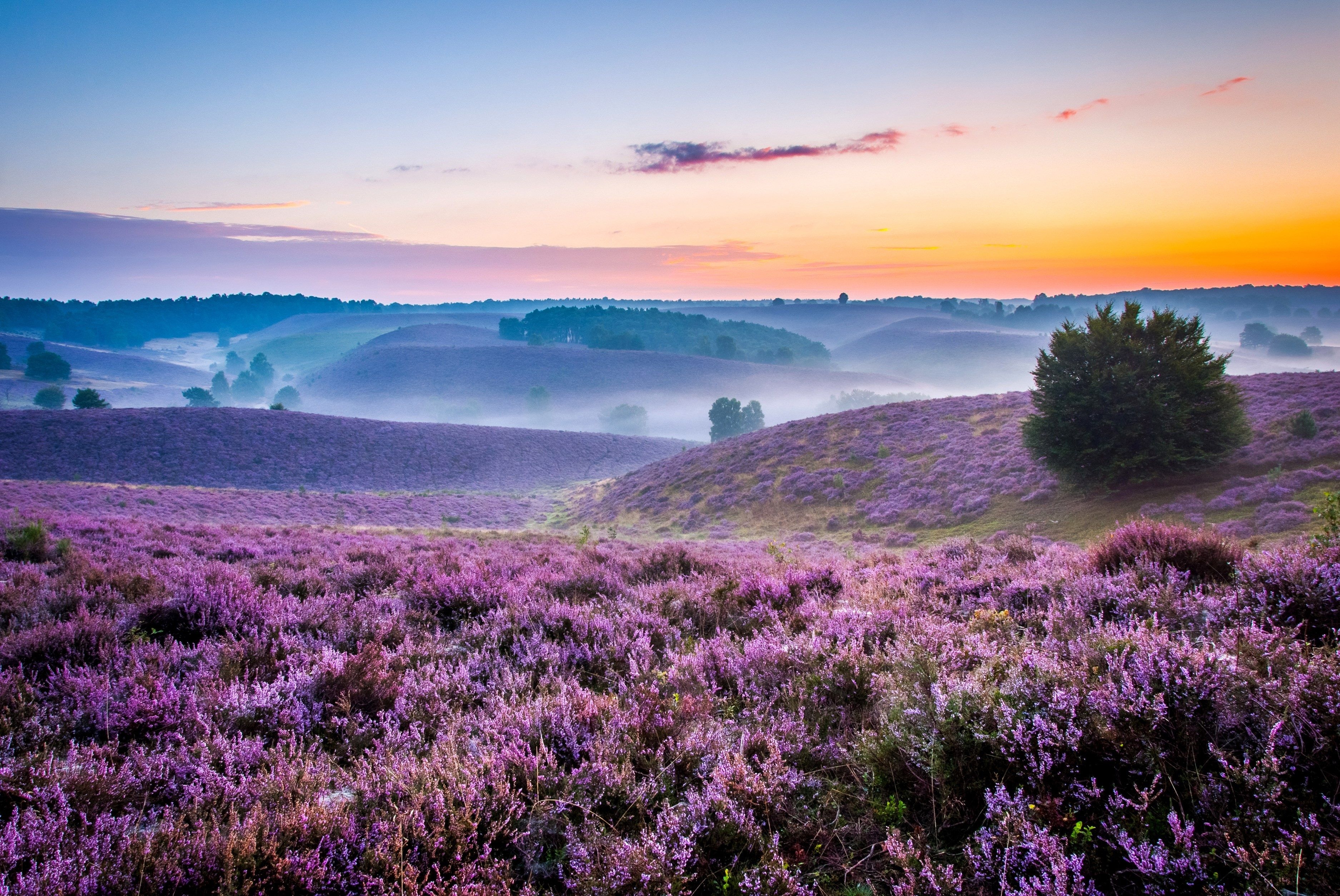 3750x2510 sea of purple 4k free wallpaper downloads for pc HD wallpaper, Background, Desktop